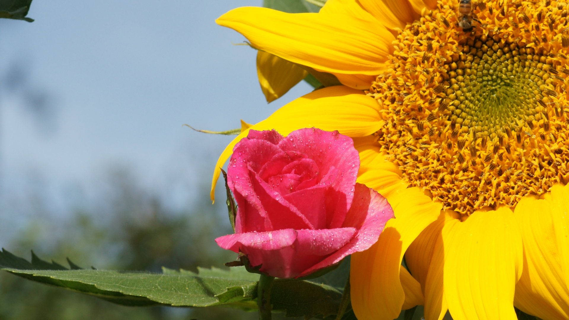 Golden Sunflower And Pink Rose Background