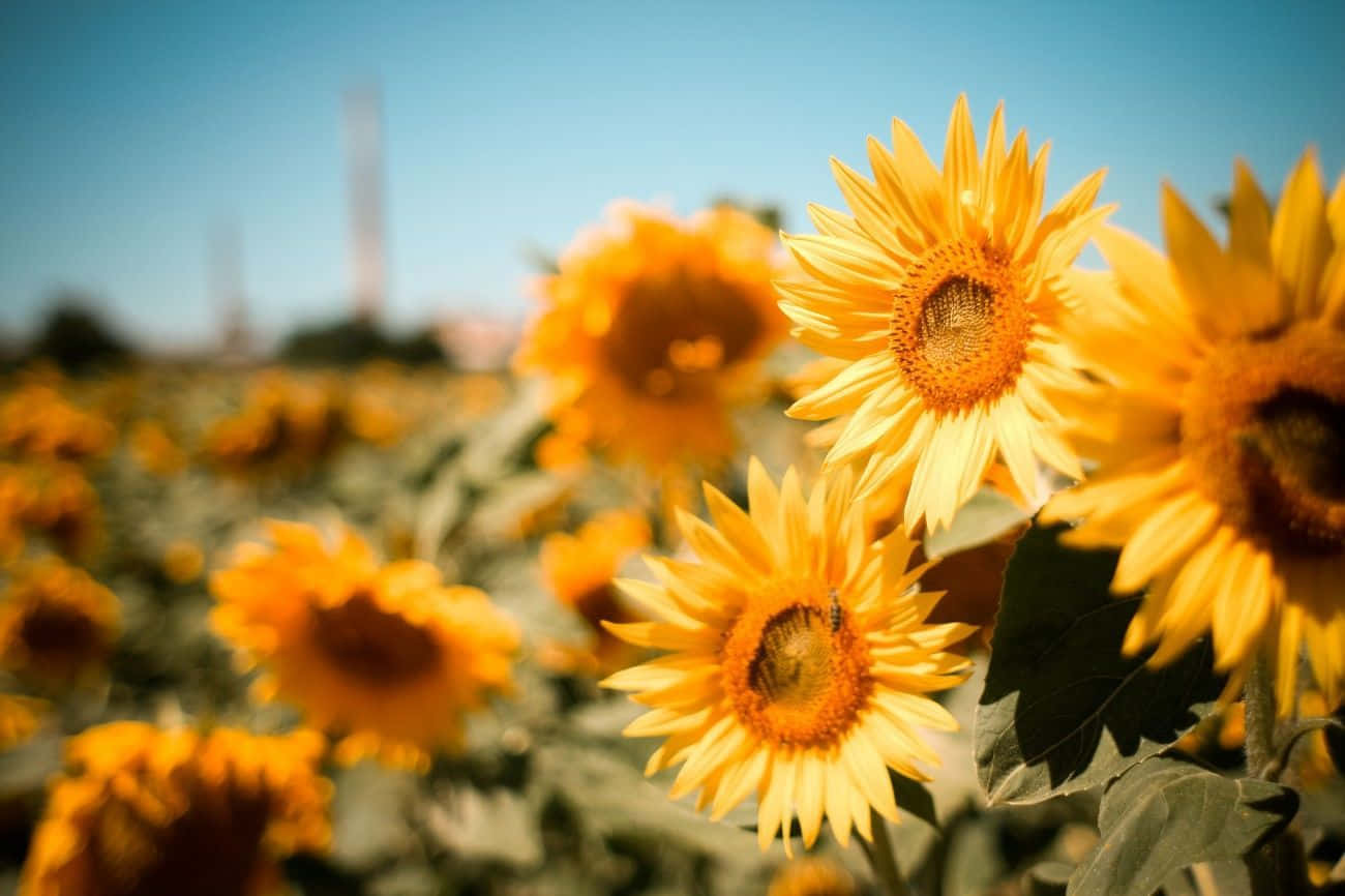Golden Sunflower Field Summer Glow Background