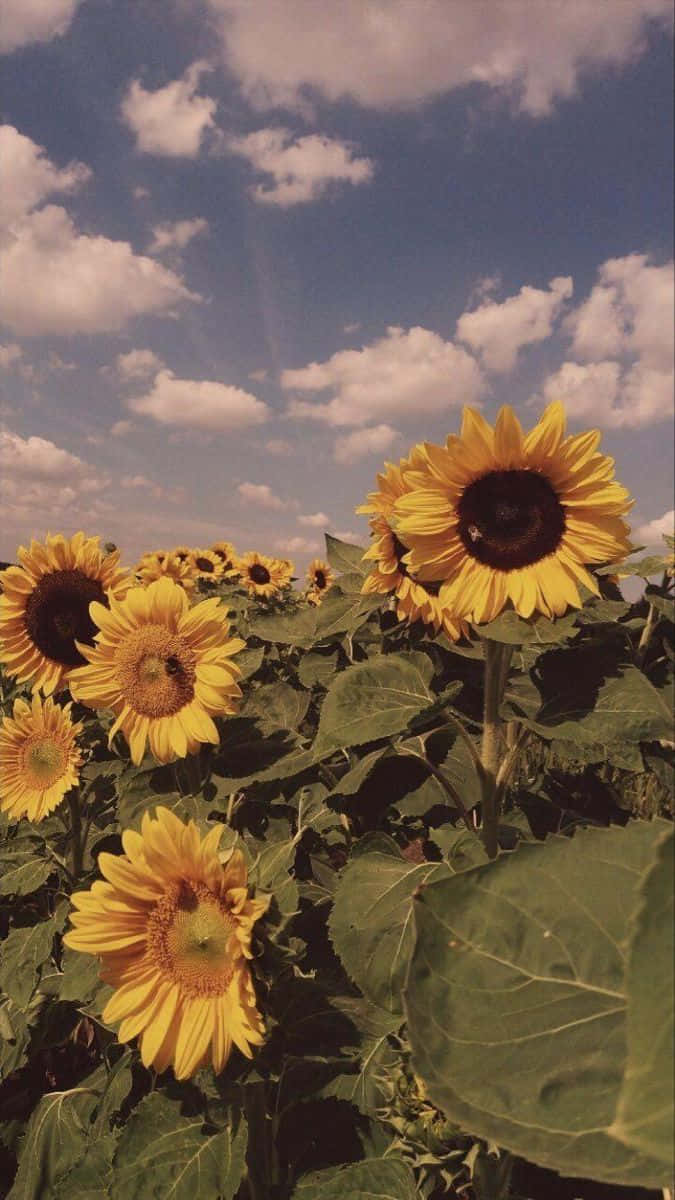 Golden_ Sunflower_ Field_ Vintage_ Sky Background