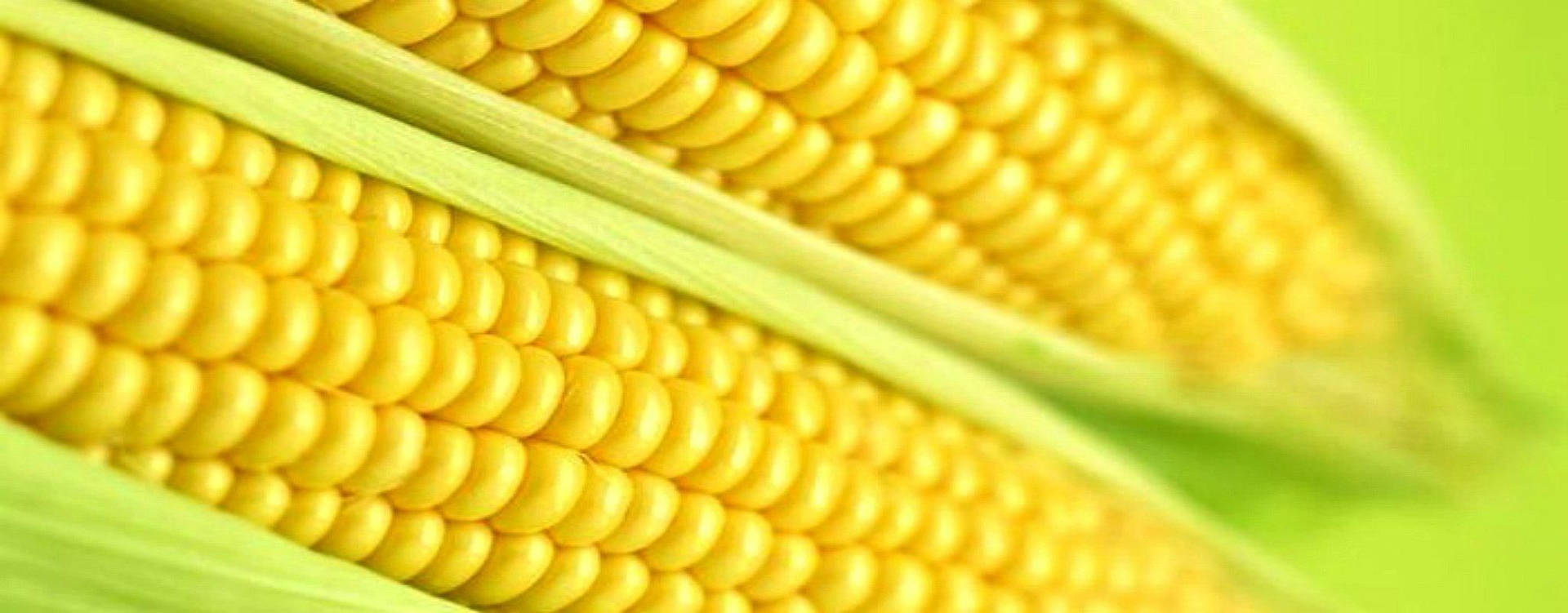 Golden Sweet Corns Background