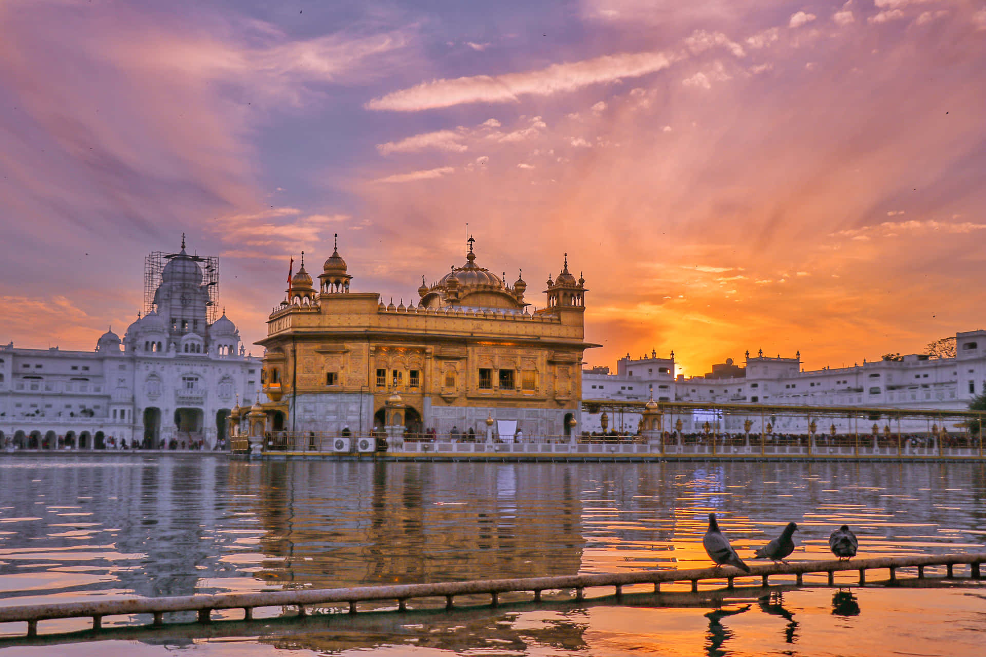 Golden Temple And Pigeons