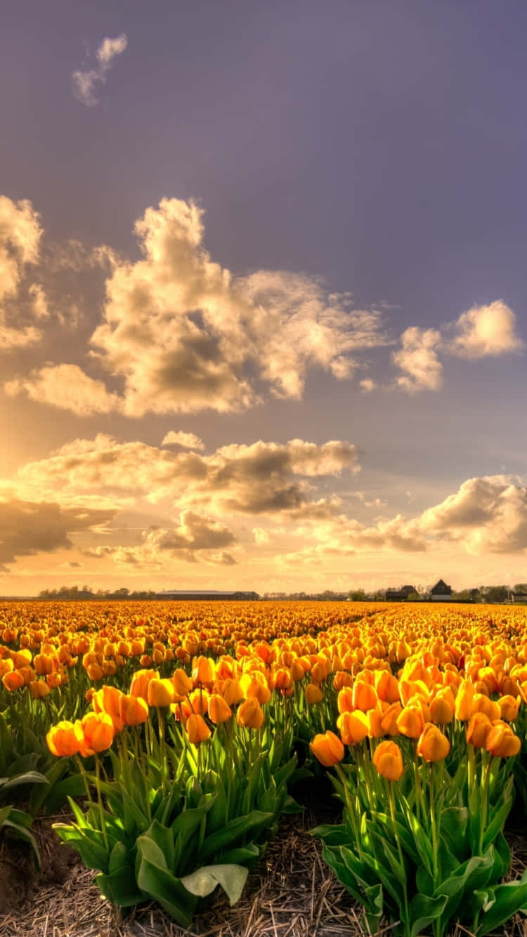 Golden_ Tulip_ Field_ Sunset Background