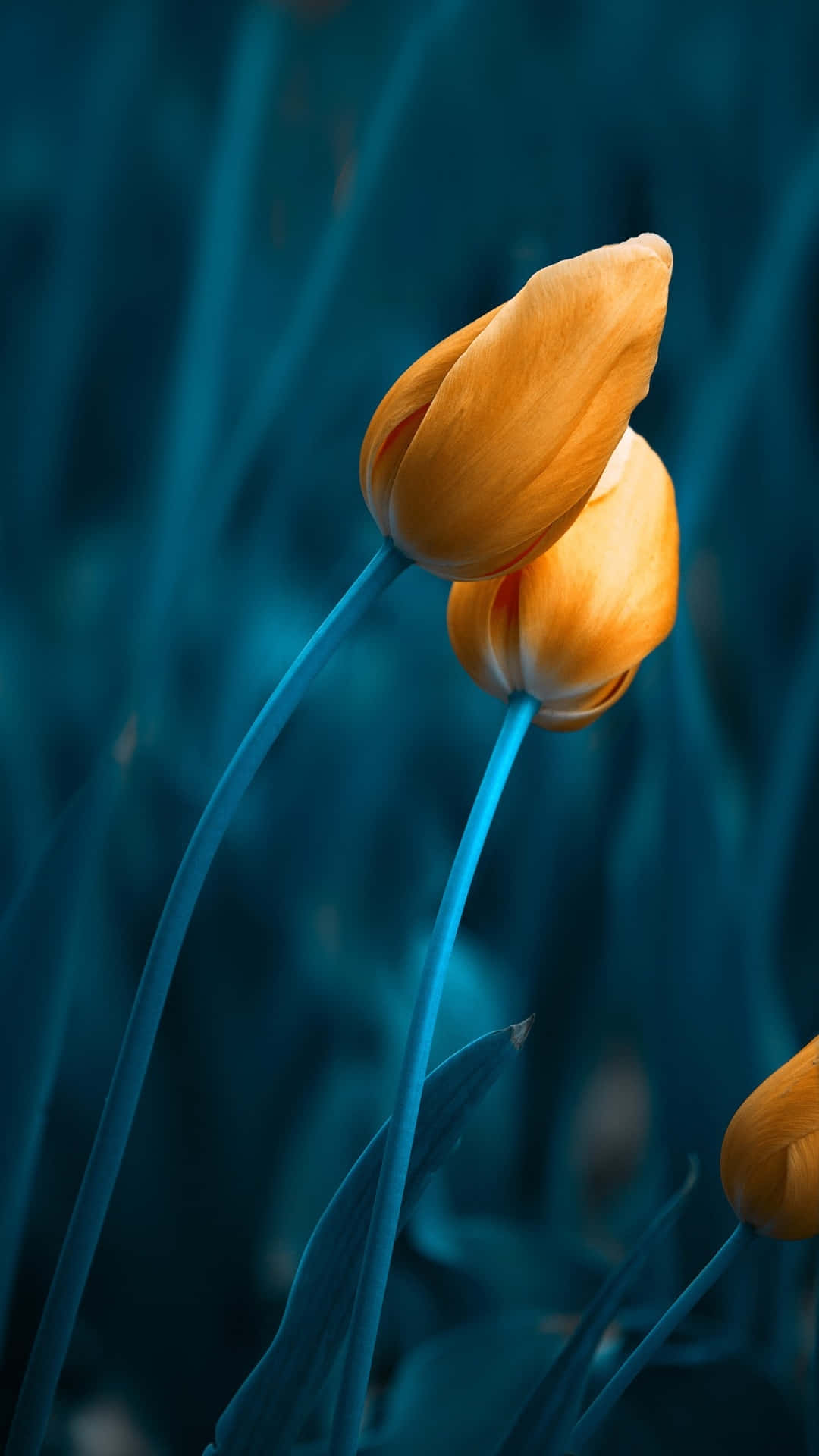 Golden Tulips Against Blue Backdrop.jpg Background