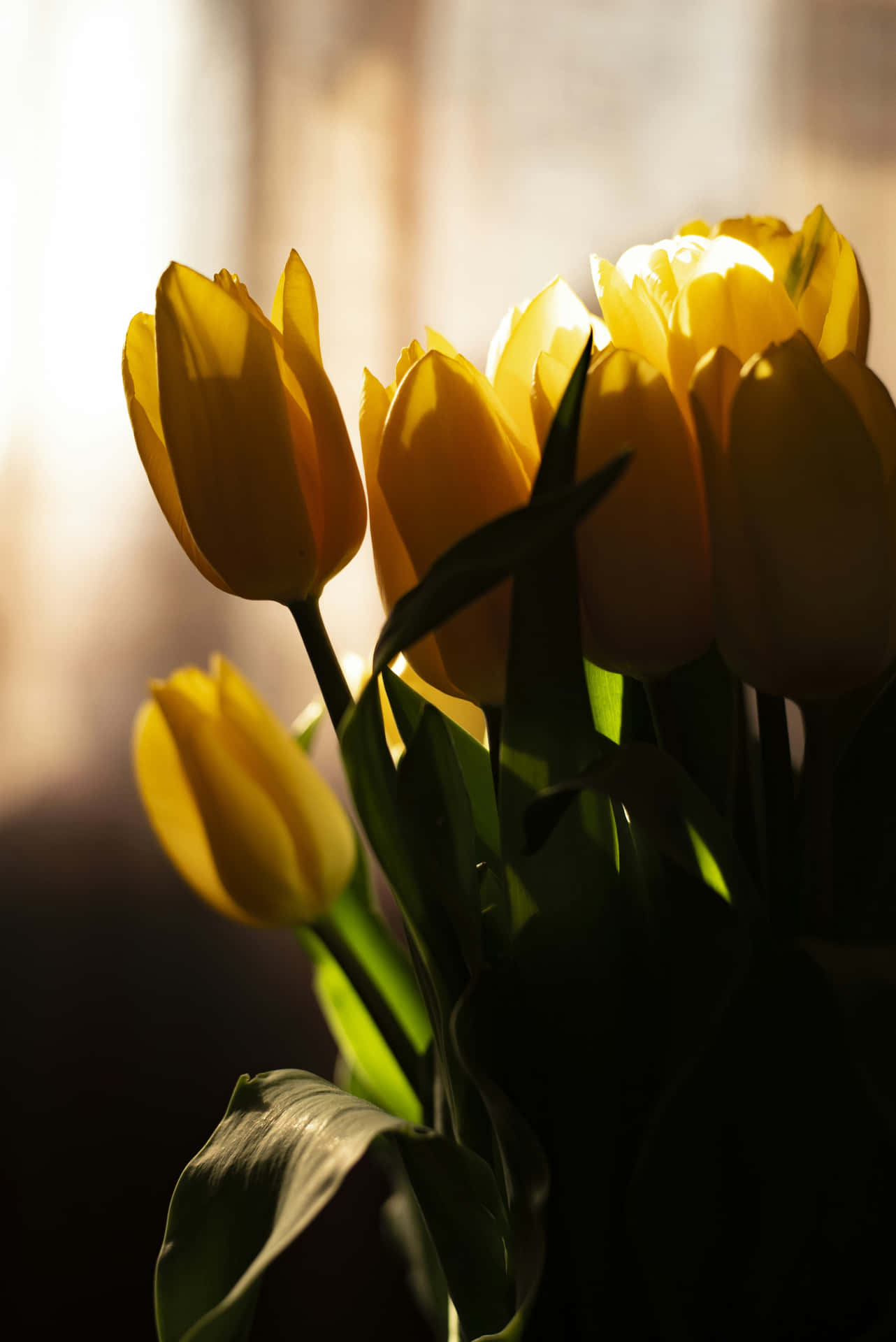 Golden_ Tulips_ Backlit_by_ Sunlight Background