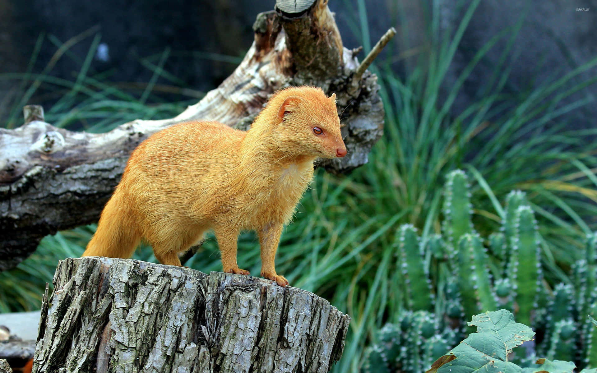 Golden Weaselon Stump