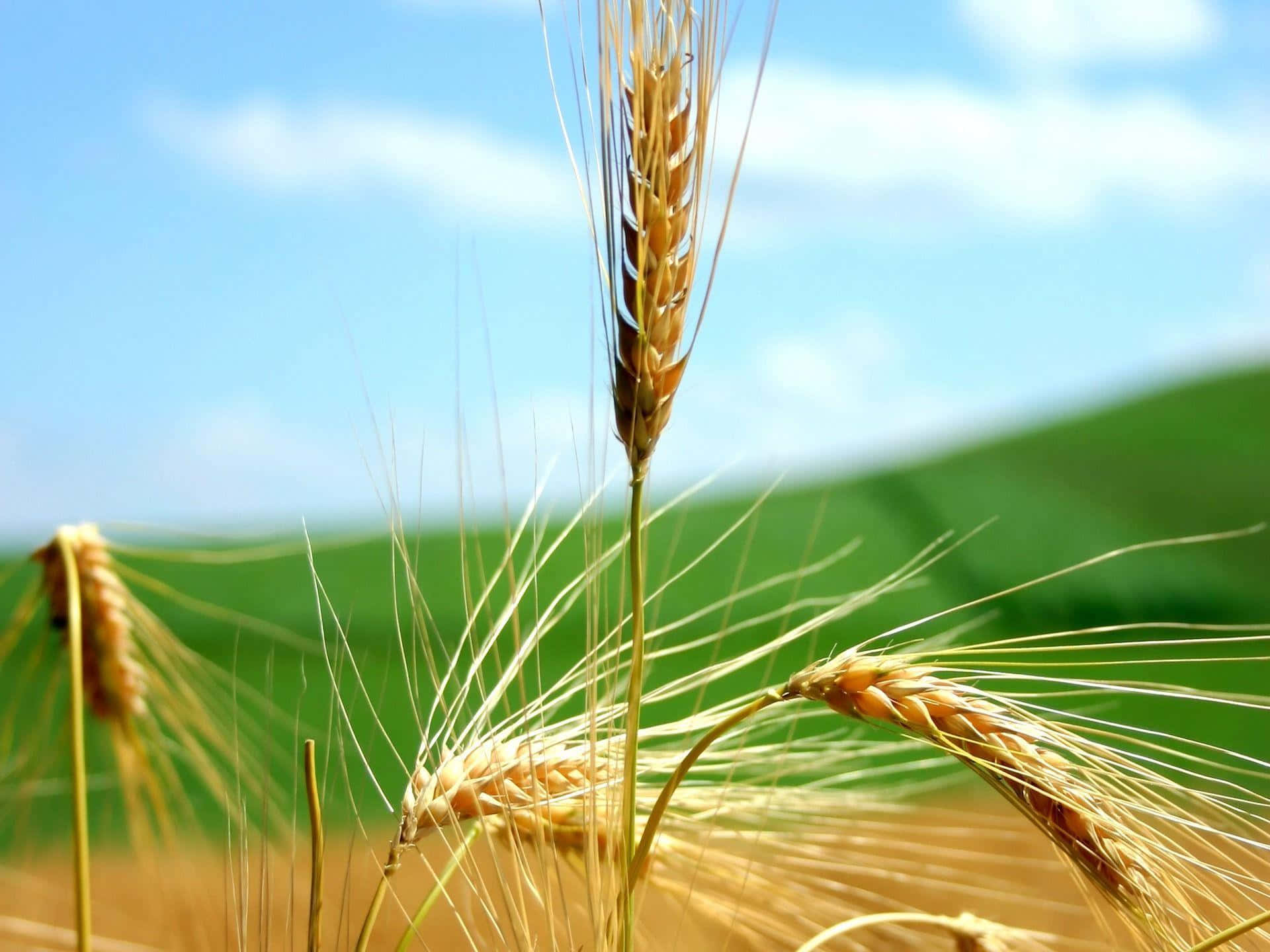 Golden Wheat Closeup Field Sky Background