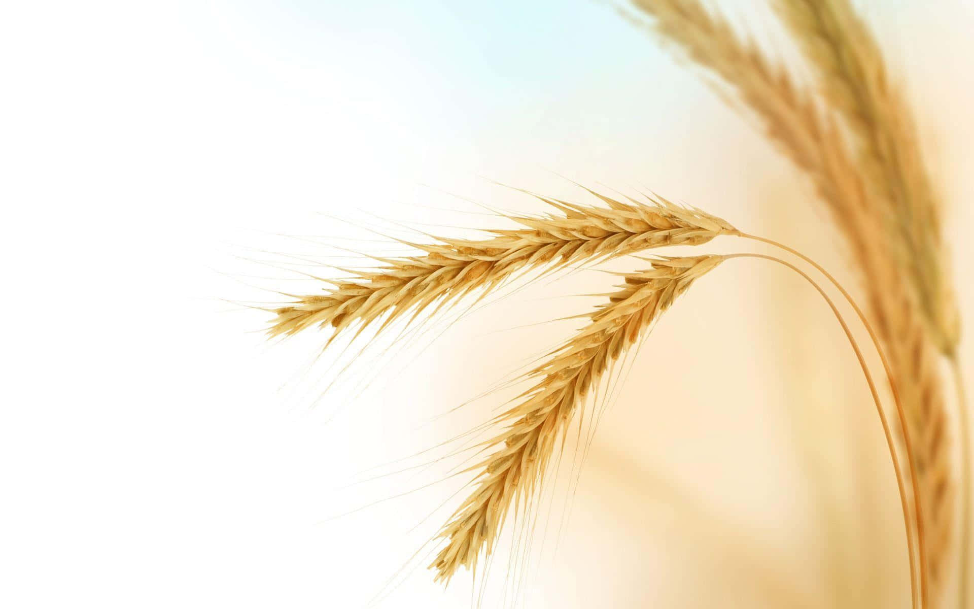 Golden Wheat Ears Against Soft Background Background