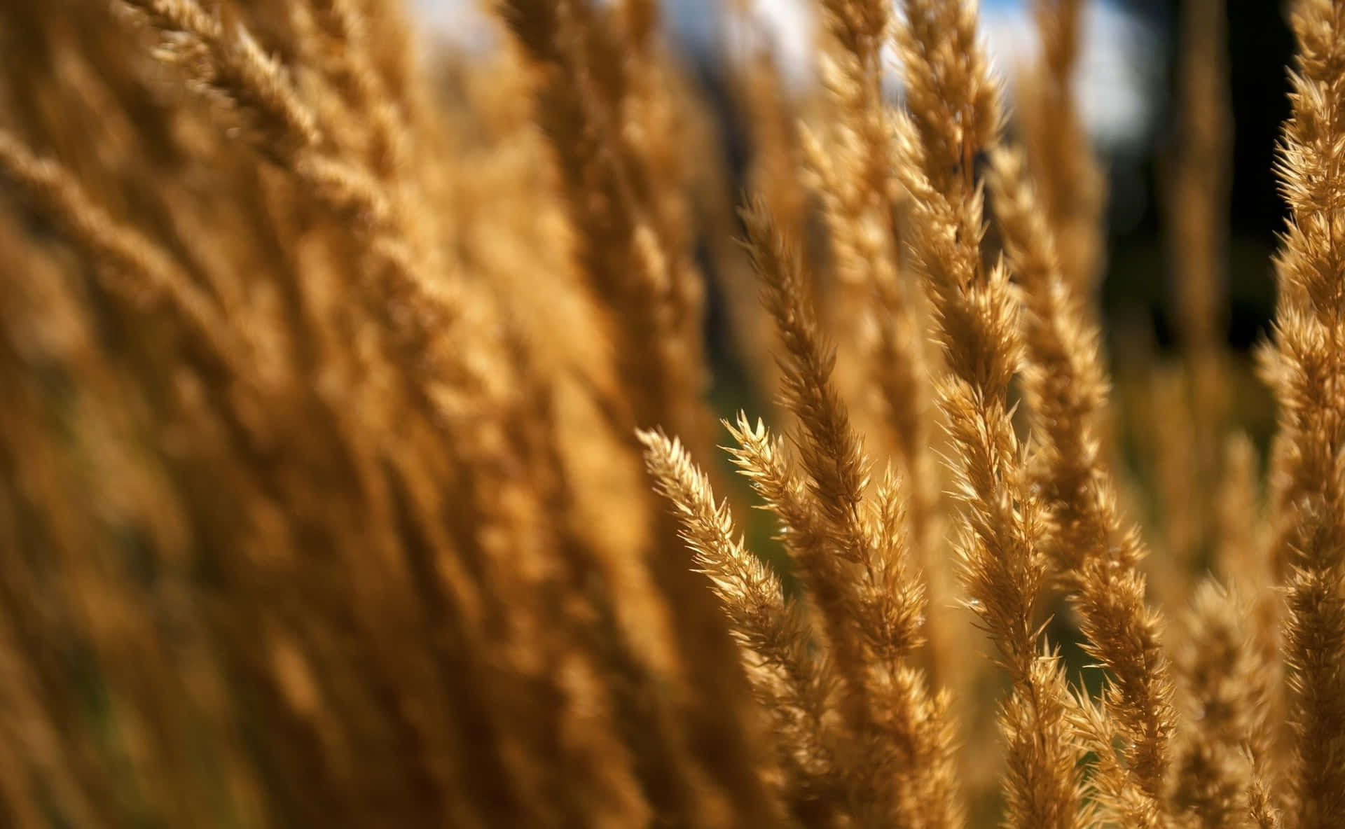 Golden Wheat Field Closeup Background