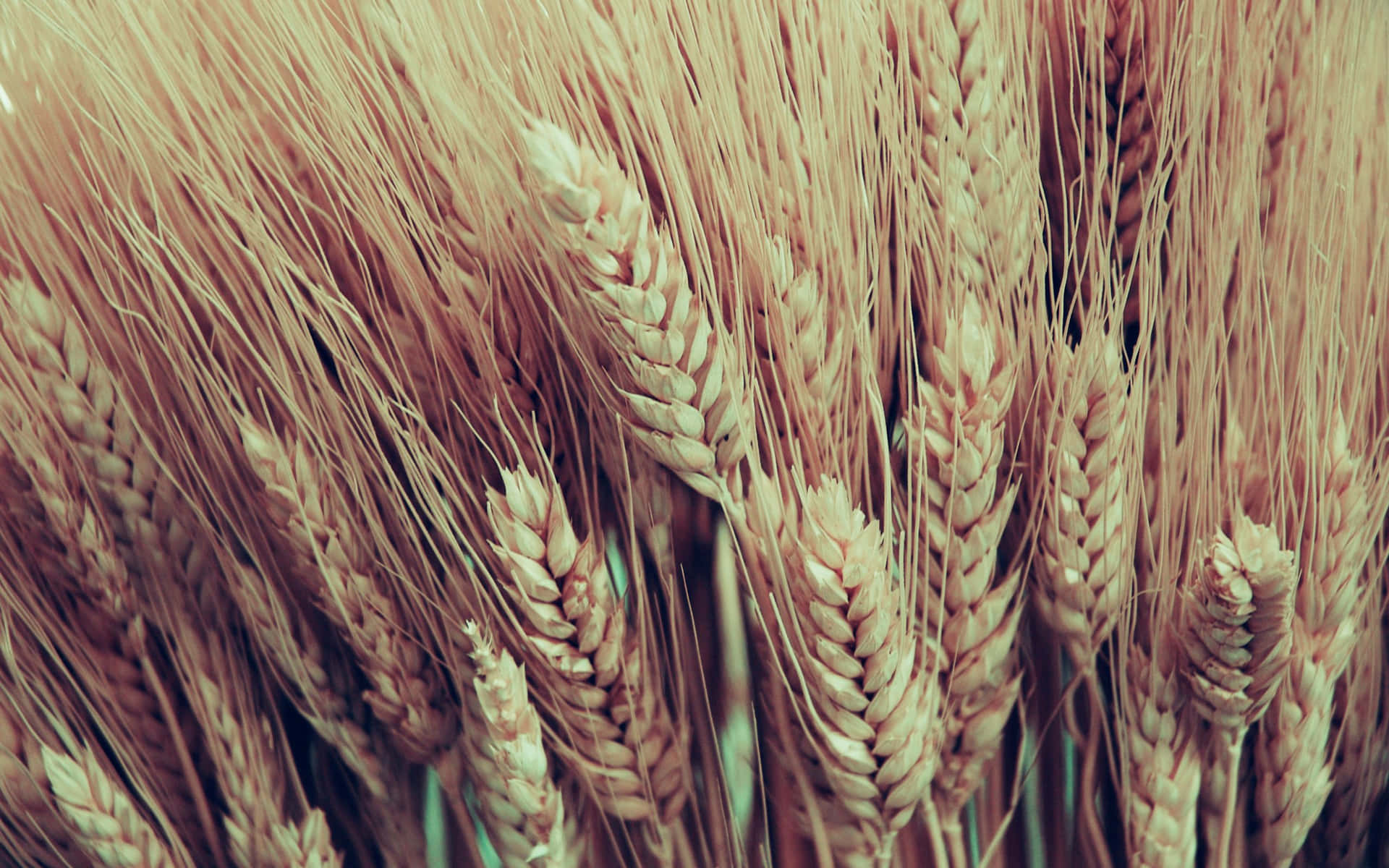 Golden Wheat Field Closeup Background