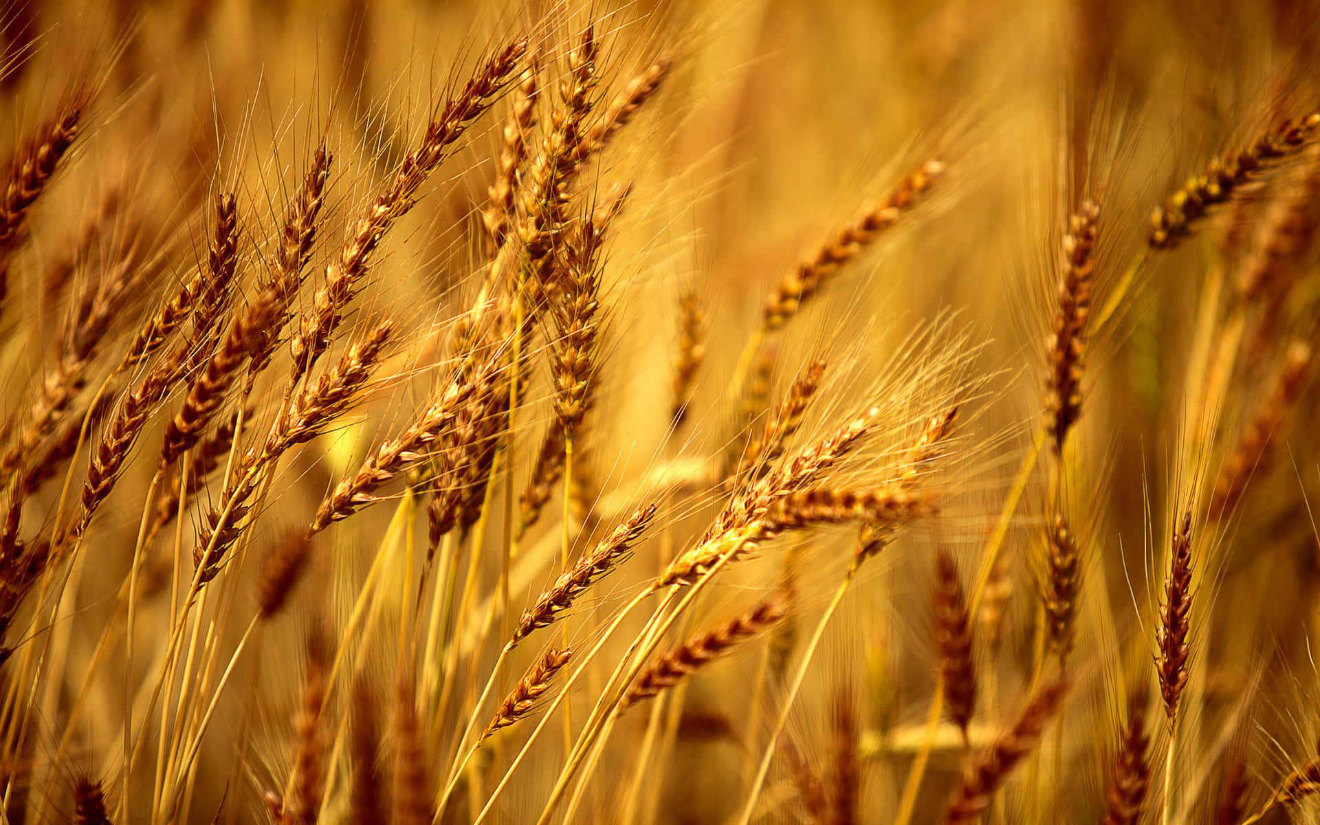 Golden Wheat Field Closeup Background
