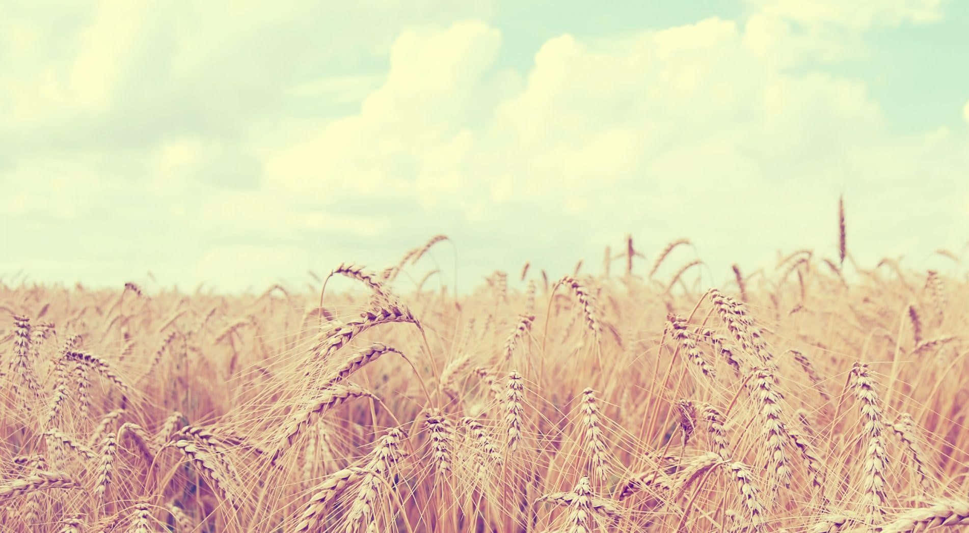 Golden Wheat Field Sky Background