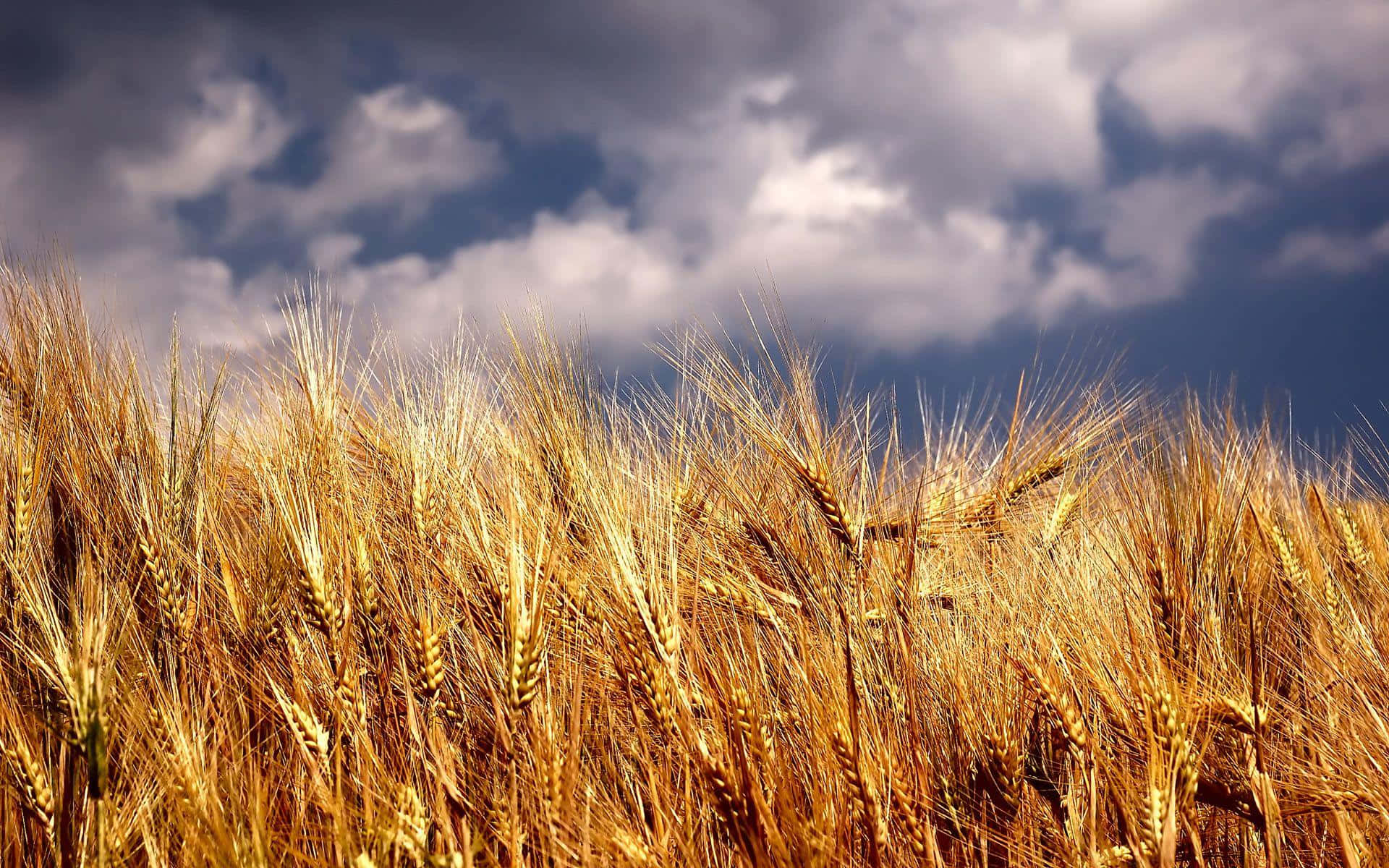 Golden Wheat Field Stormy Sky Background