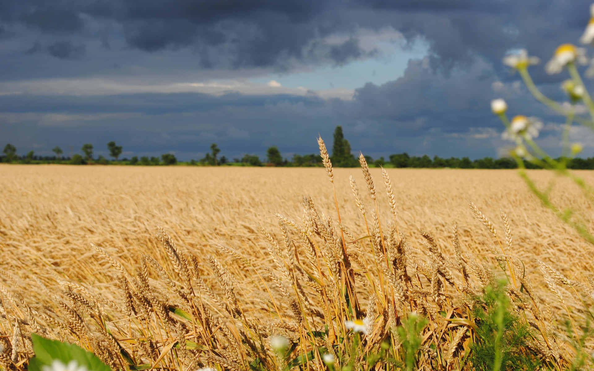 Golden Wheat Field Stormy Sky Background