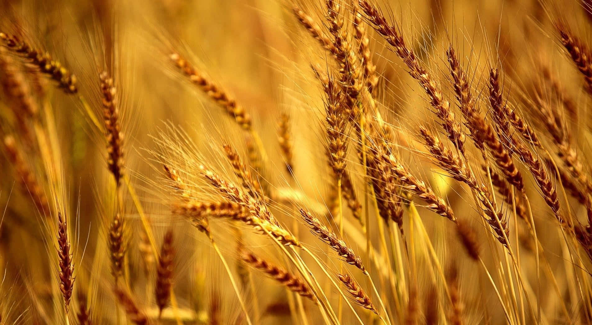 Golden Wheat Field Sunlit Background