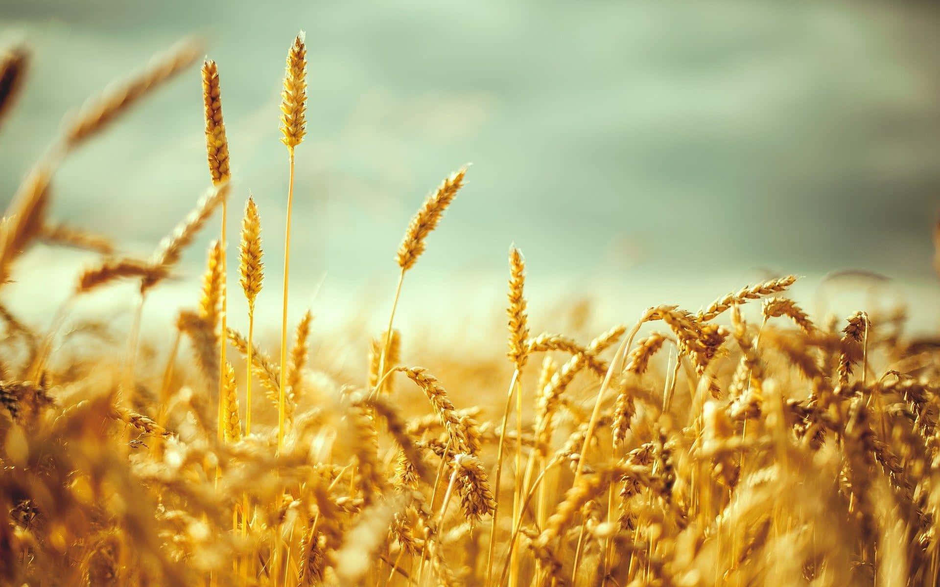 Golden Wheat Field Sunlit Background