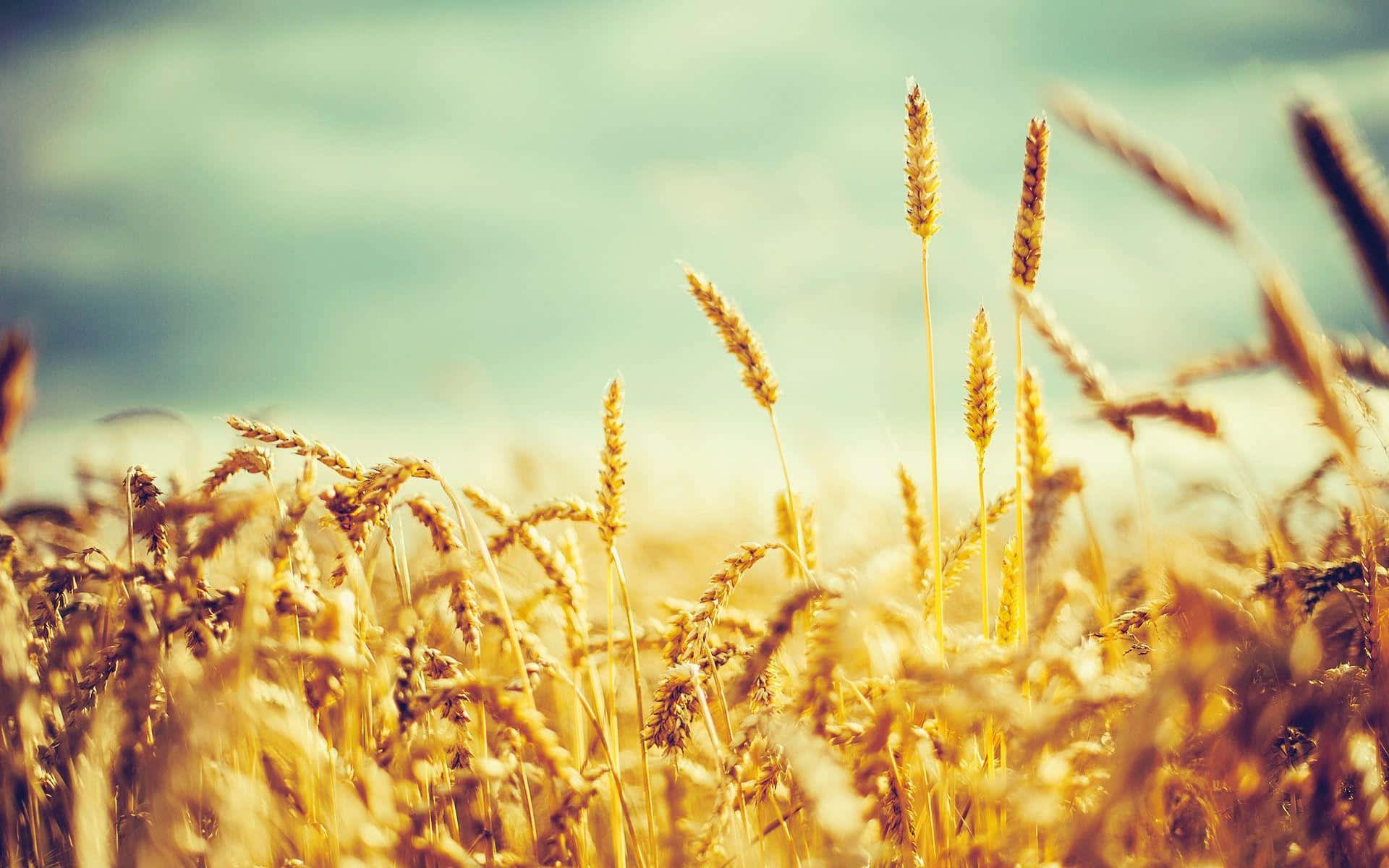 Golden Wheat Field Sunlit Background