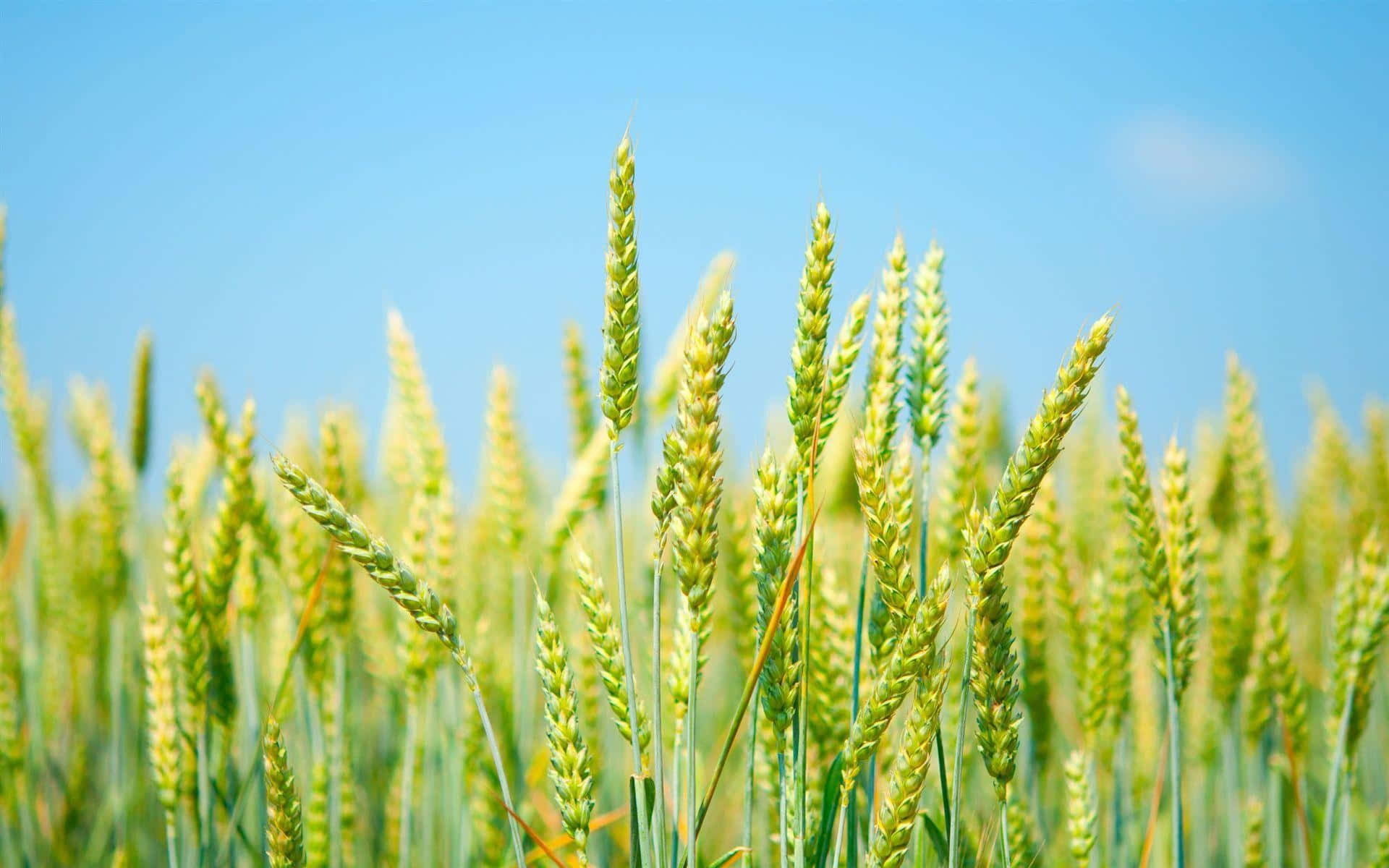 Golden Wheat Field Sunny Sky Background