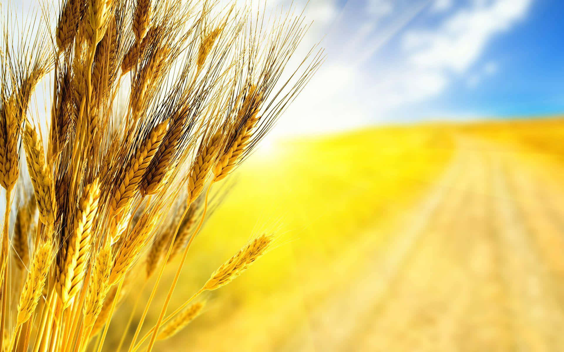 Golden Wheat Field Sunny Sky Background