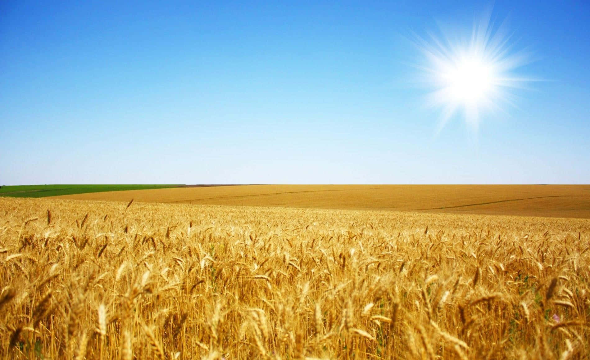 Golden Wheat Field Sunny Sky