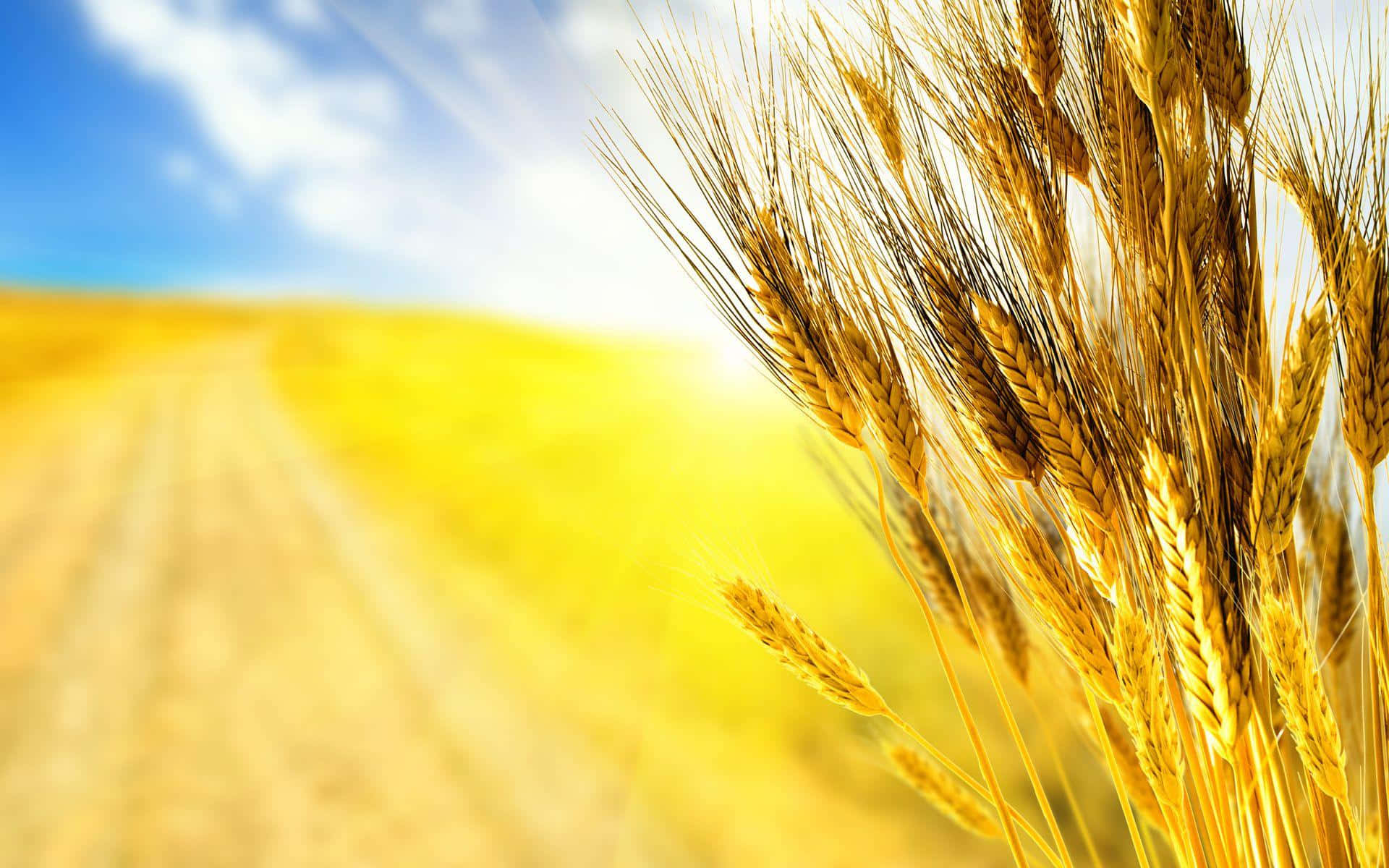 Golden Wheat Field Sunny Sky Background