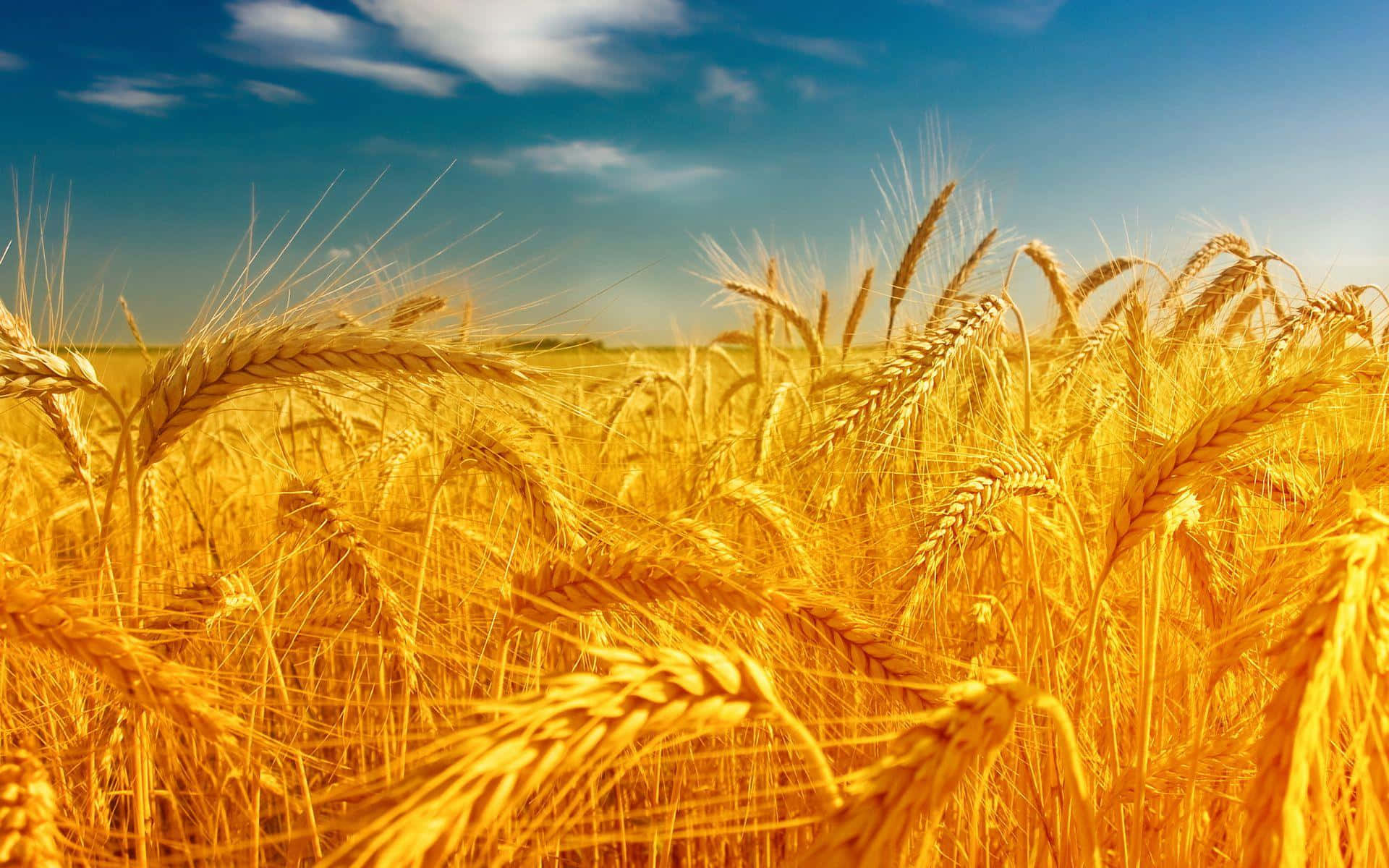 Golden Wheat Field Sunny Sky Background
