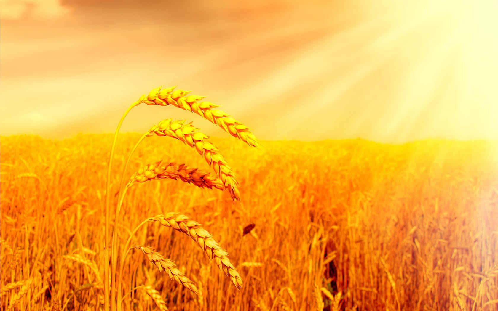 Golden Wheat Field Sunrise Background
