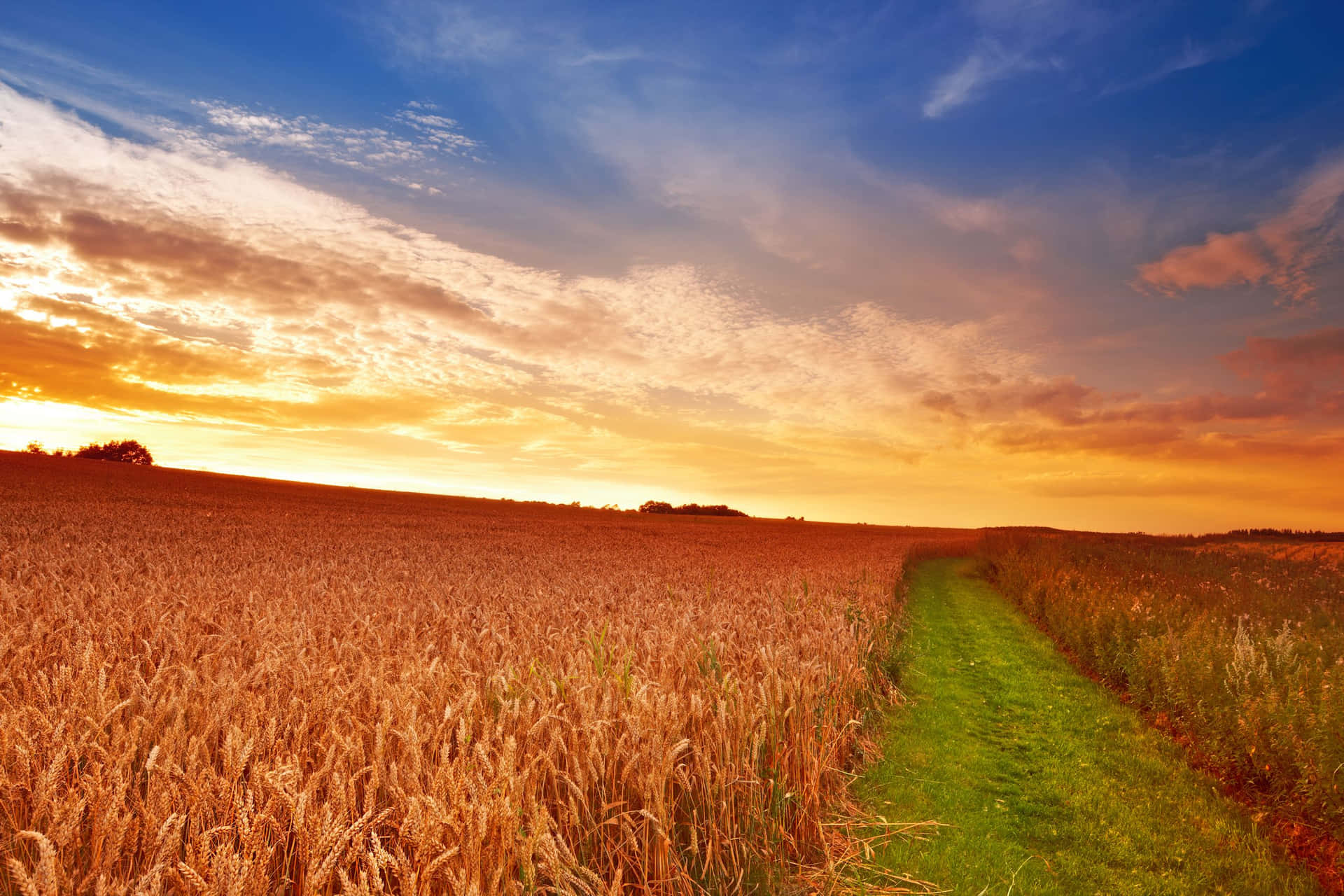 Golden Wheat Field Sunset Background