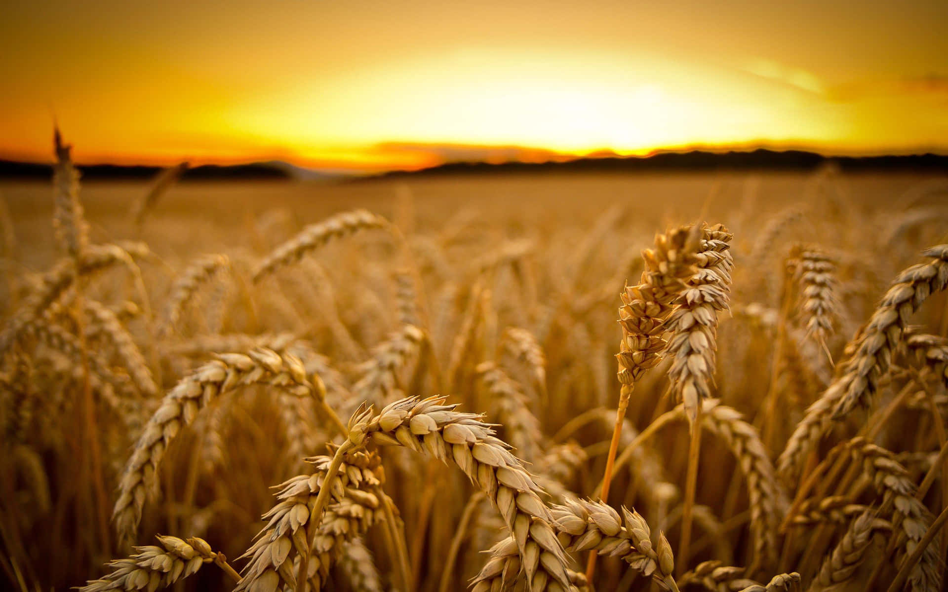 Golden Wheat Field Sunset Background