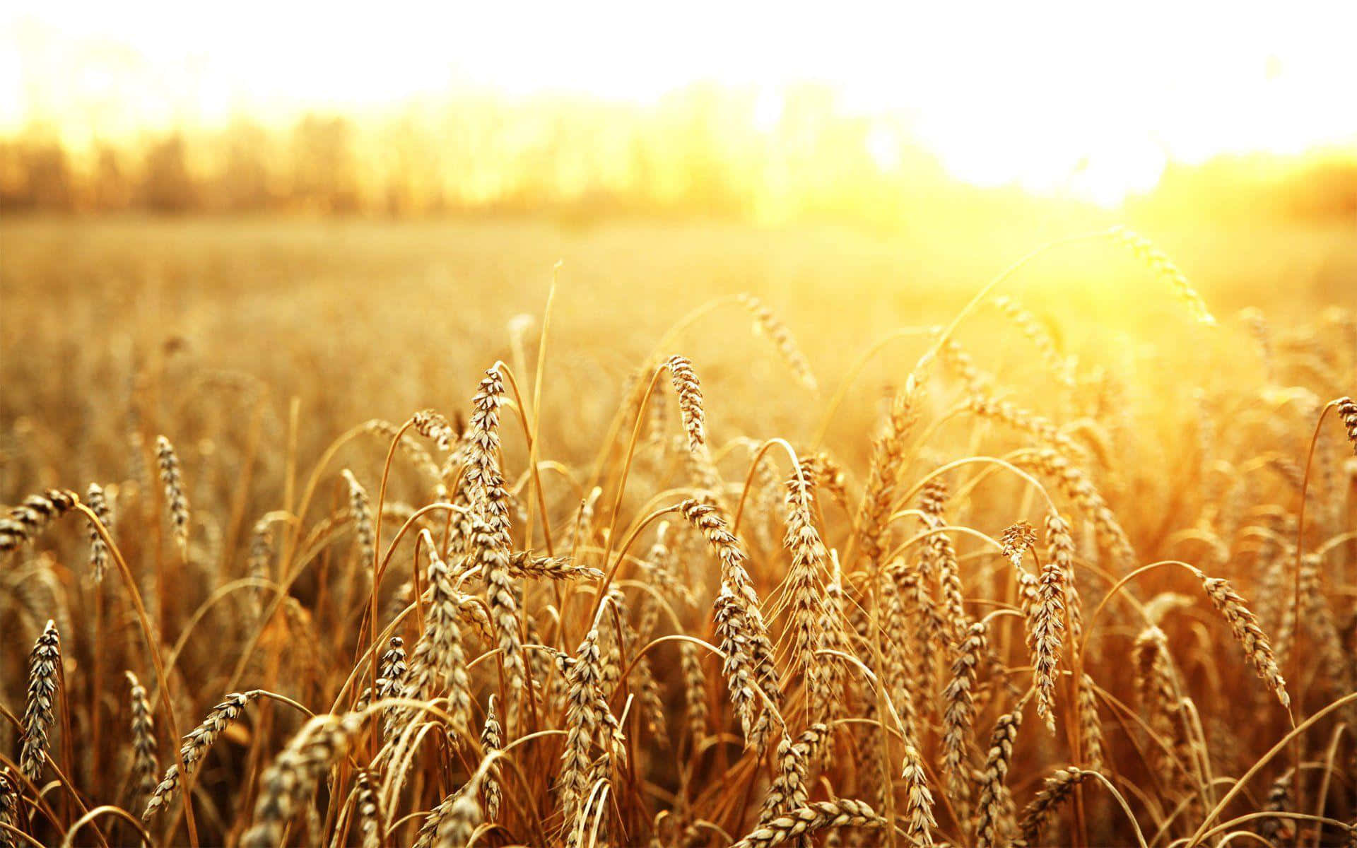 Golden Wheat Field Sunset
