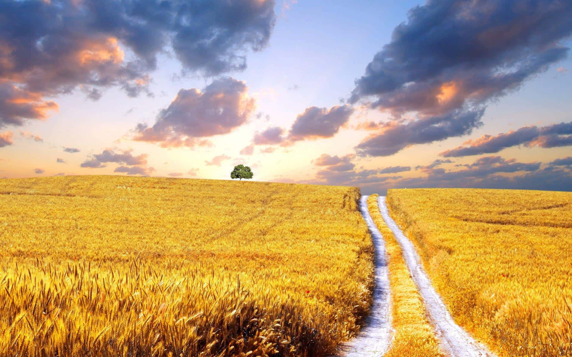 Golden Wheat Field Sunset Path Background