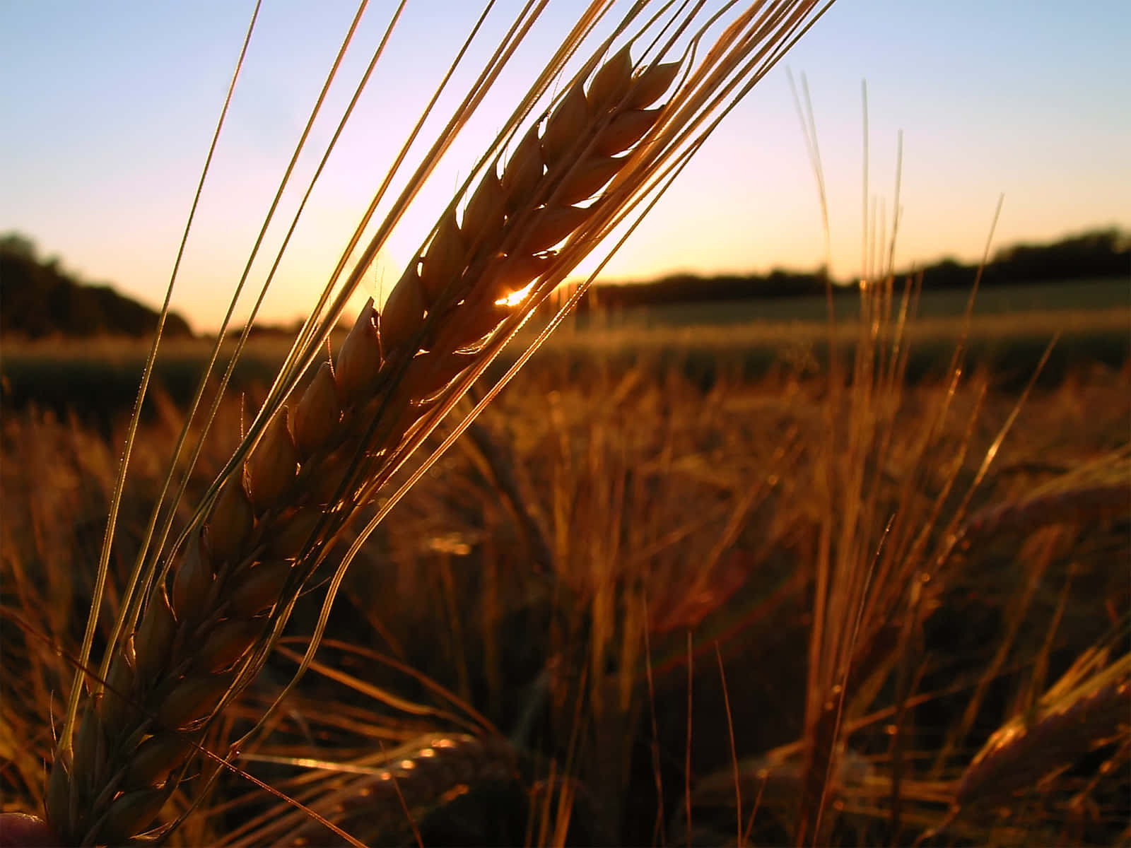Golden Wheat Field Sunset Background