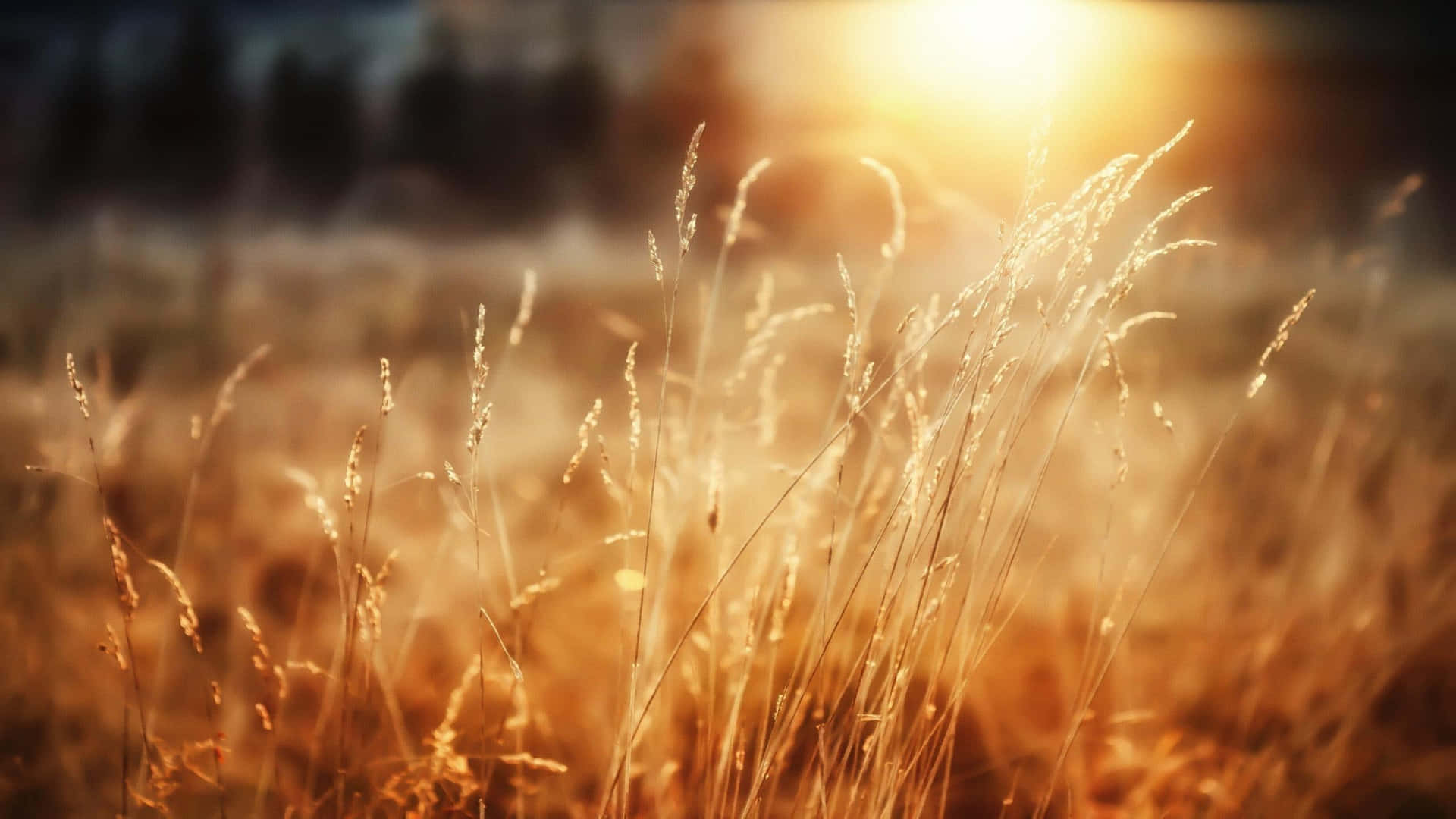 Golden Wheat Field Sunset Background
