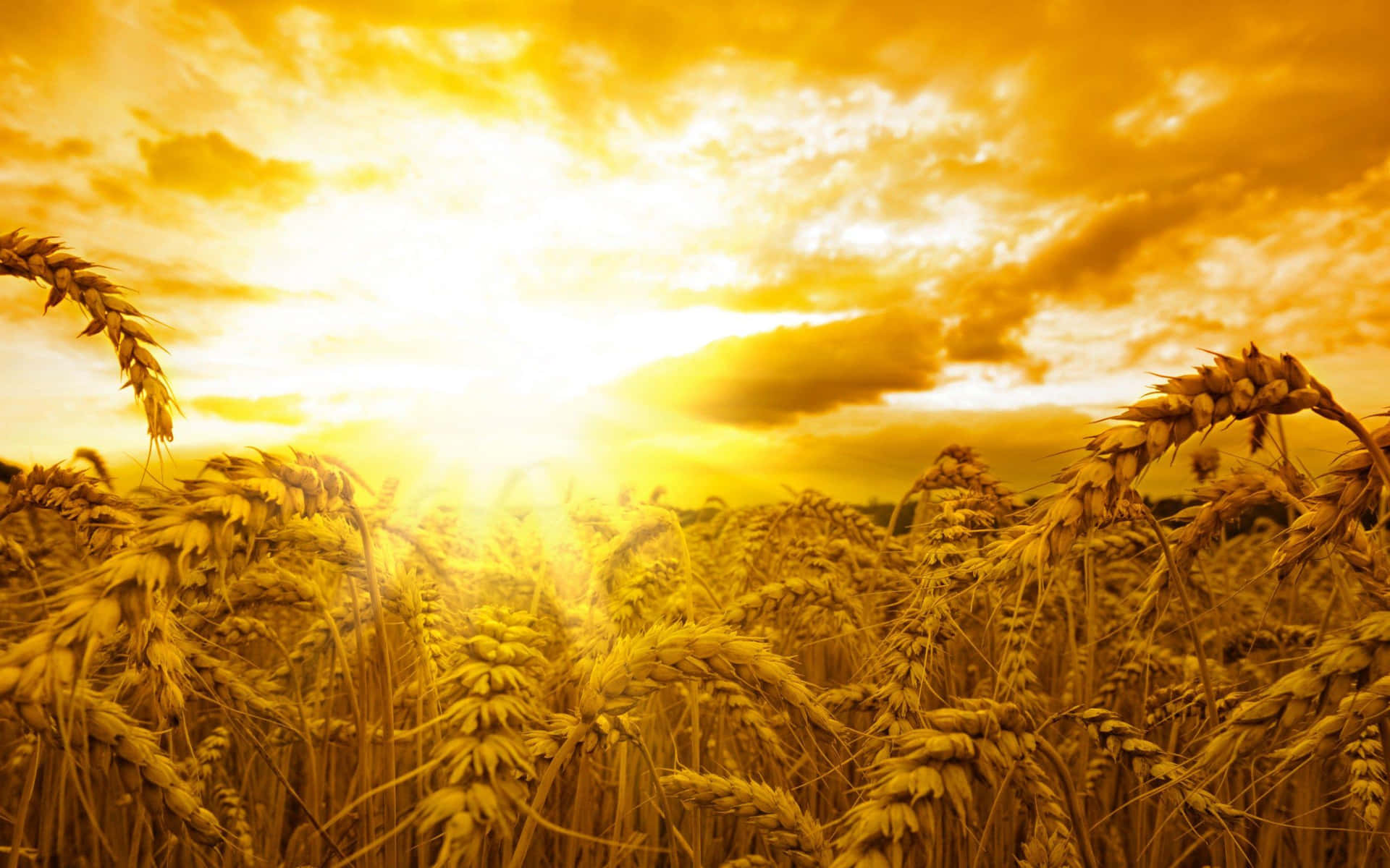 Golden Wheat Field Sunset Background