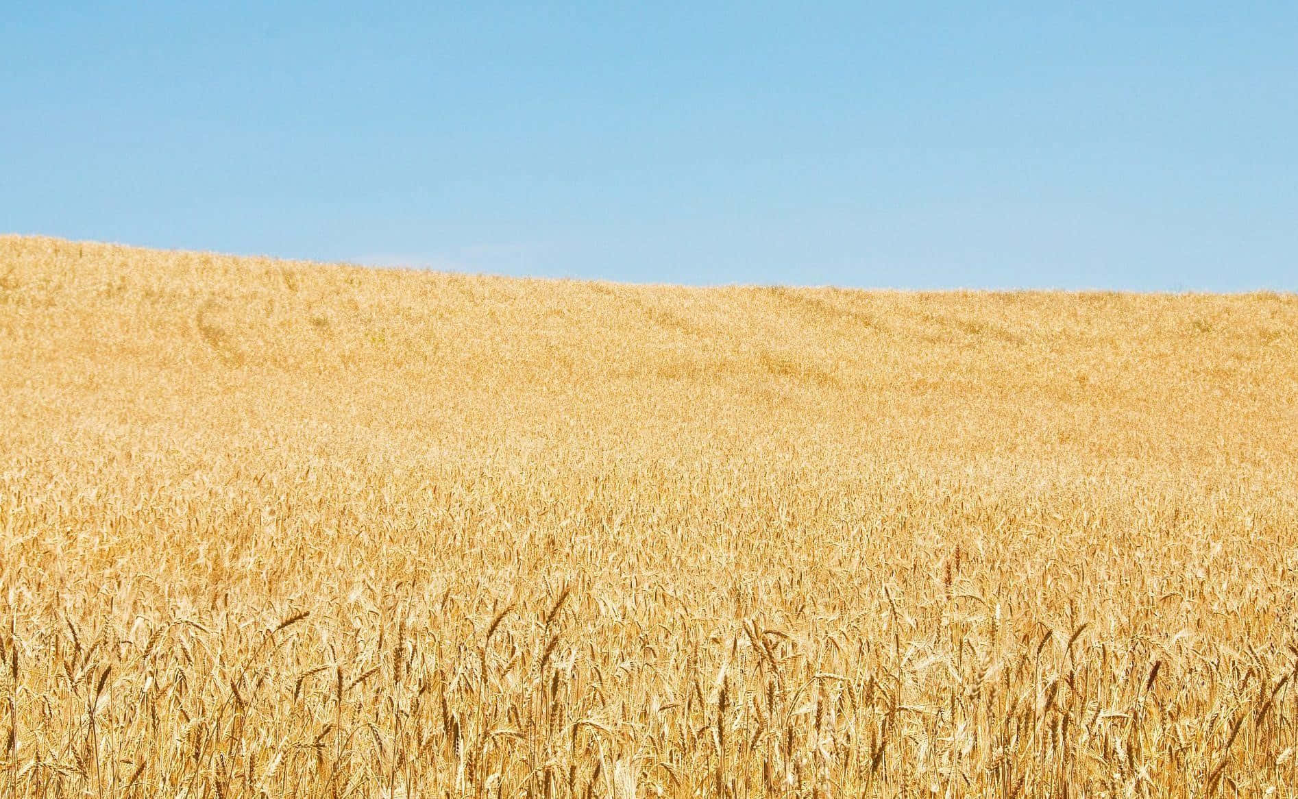 Golden Wheat Field Under Blue Sky Background