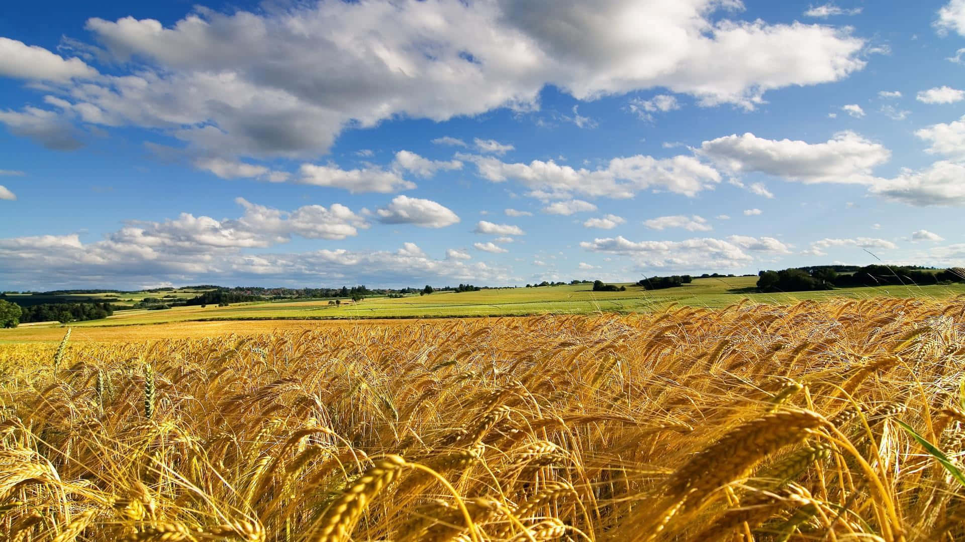 Golden Wheat Field Under Blue Sky Background