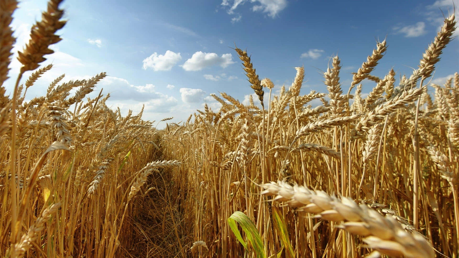 Golden Wheat Field Under Blue Sky Background