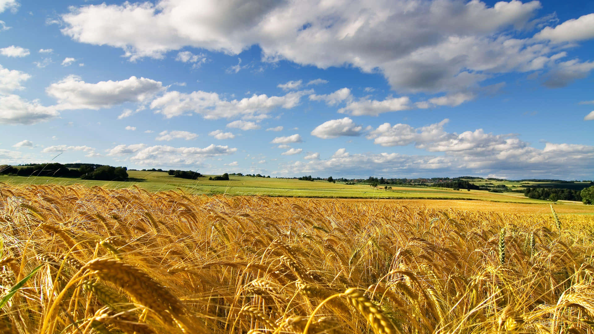 Golden Wheat Field Under Blue Sky Background