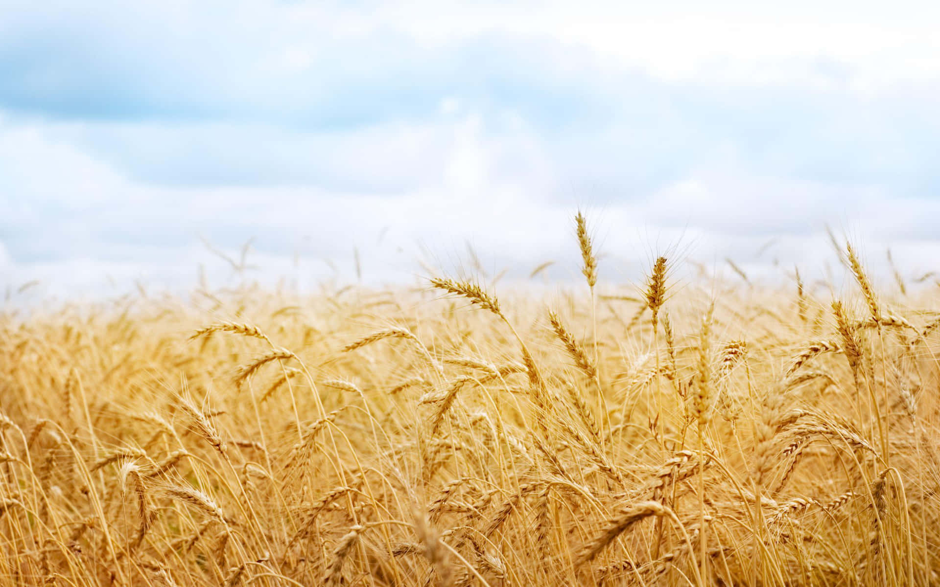 Golden Wheat Field Under Cloudy Sky Background