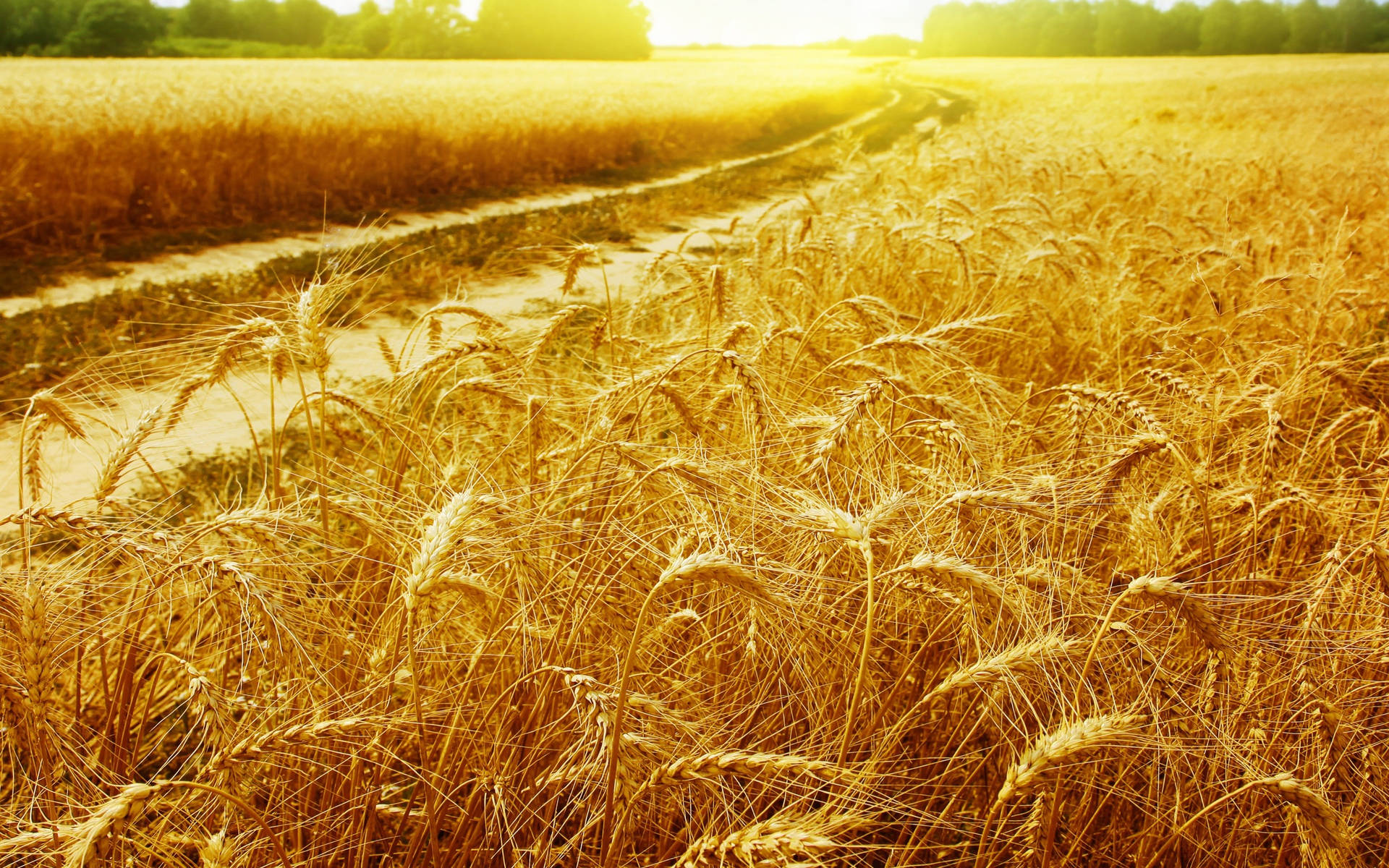 Golden Wheat Field With Waterway