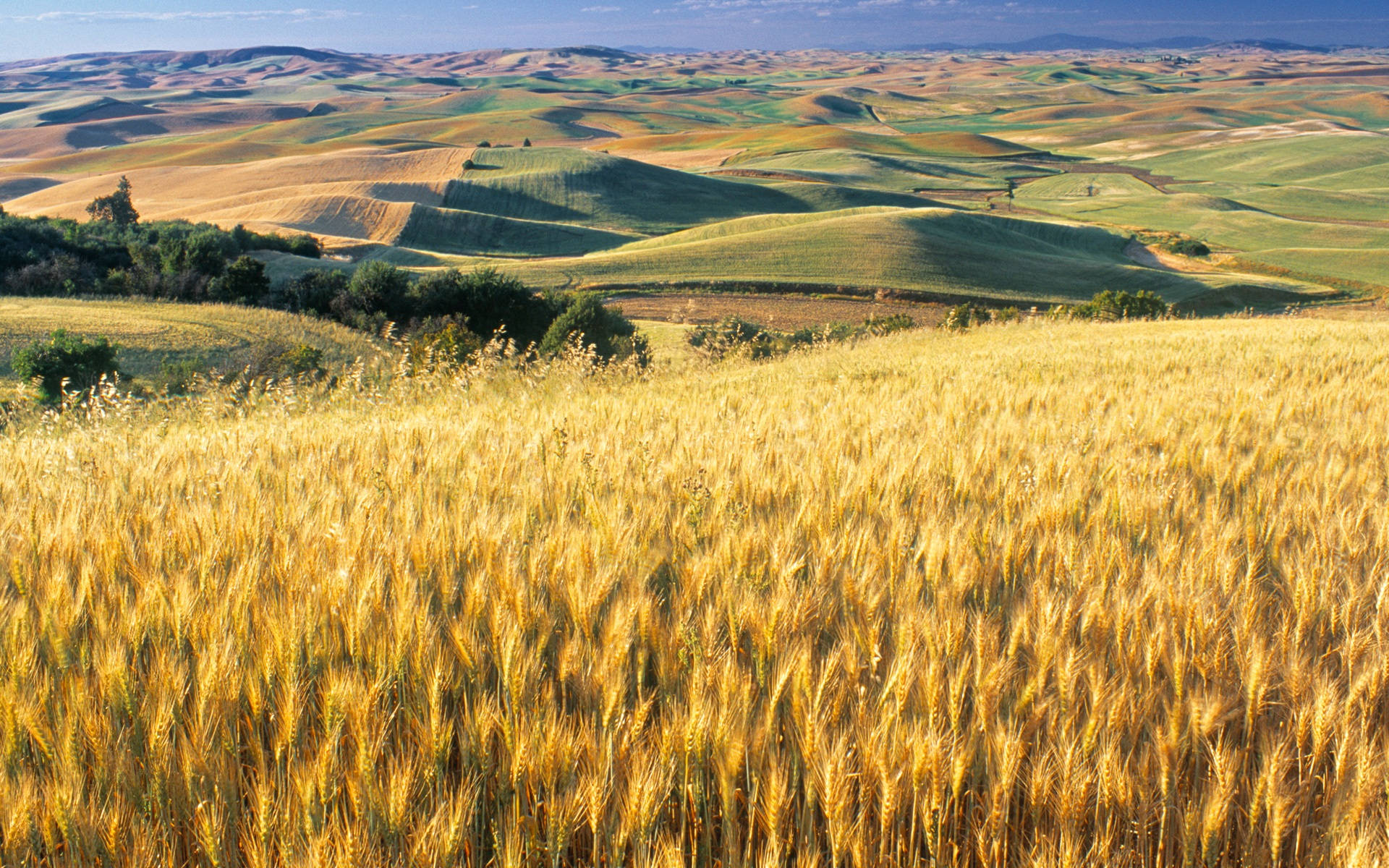 Golden Wheat Fields Of Kansas Background