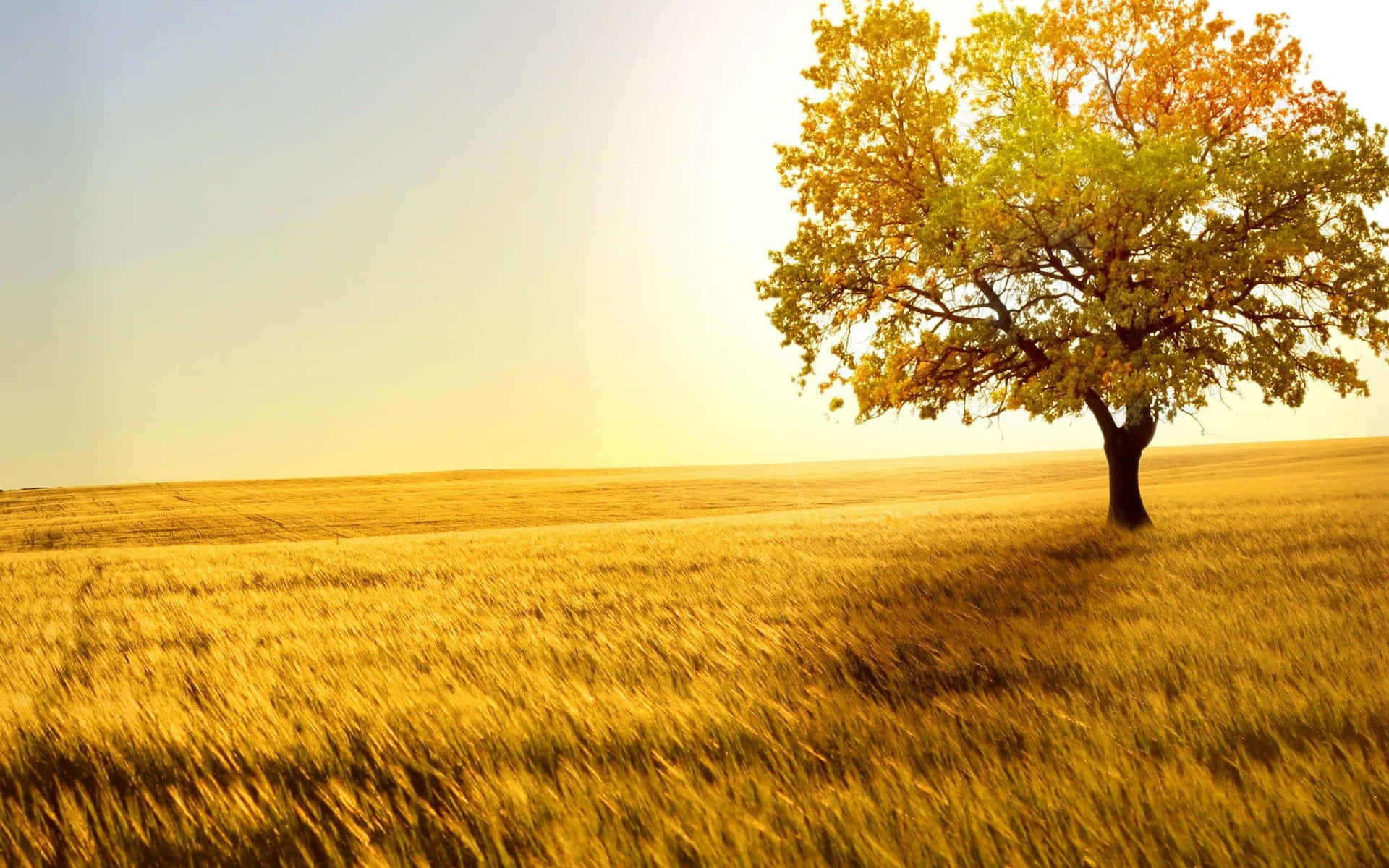 Golden Wheat Fieldwith Solitary Tree Background