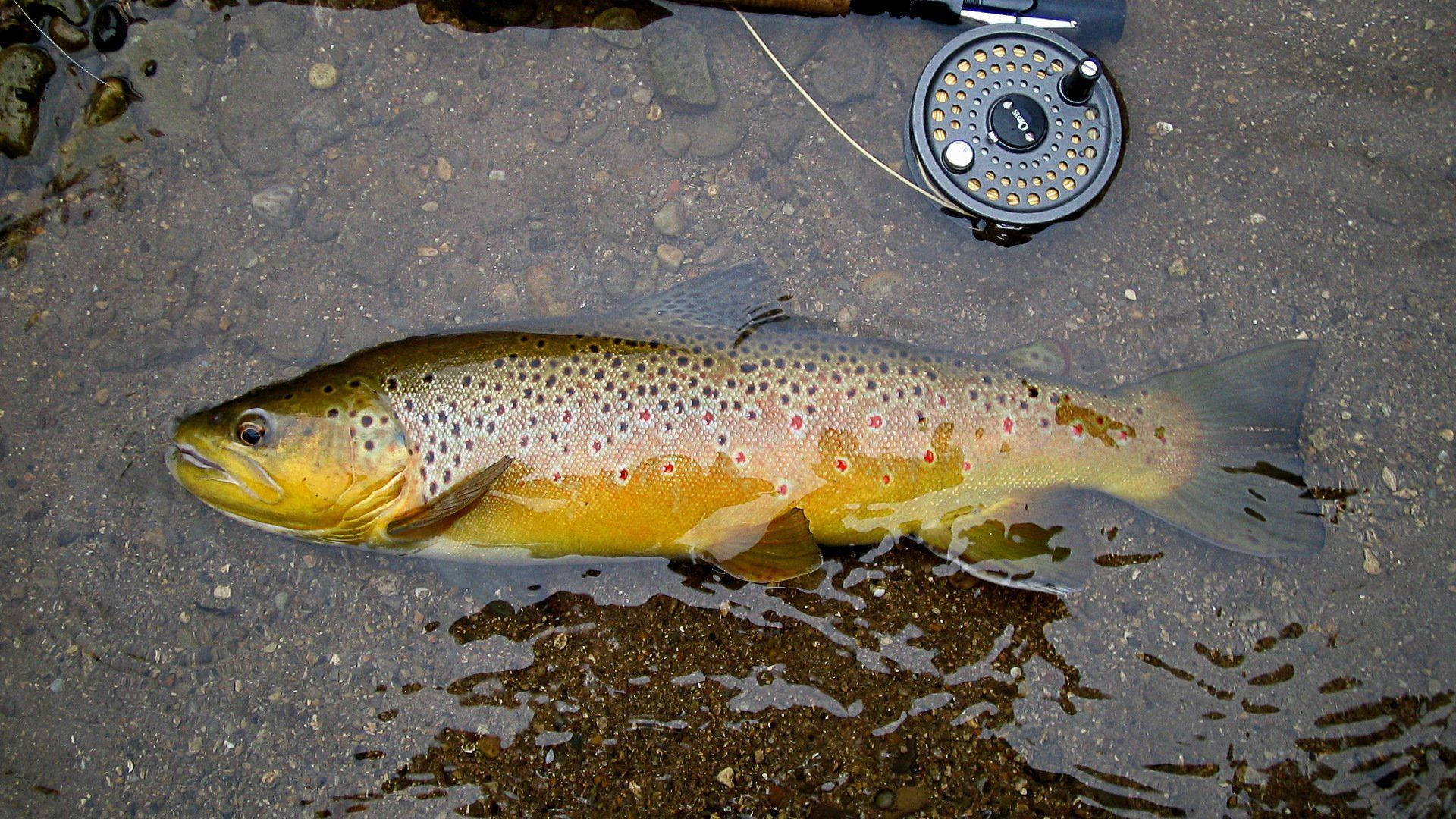 Golden Yellow Trout