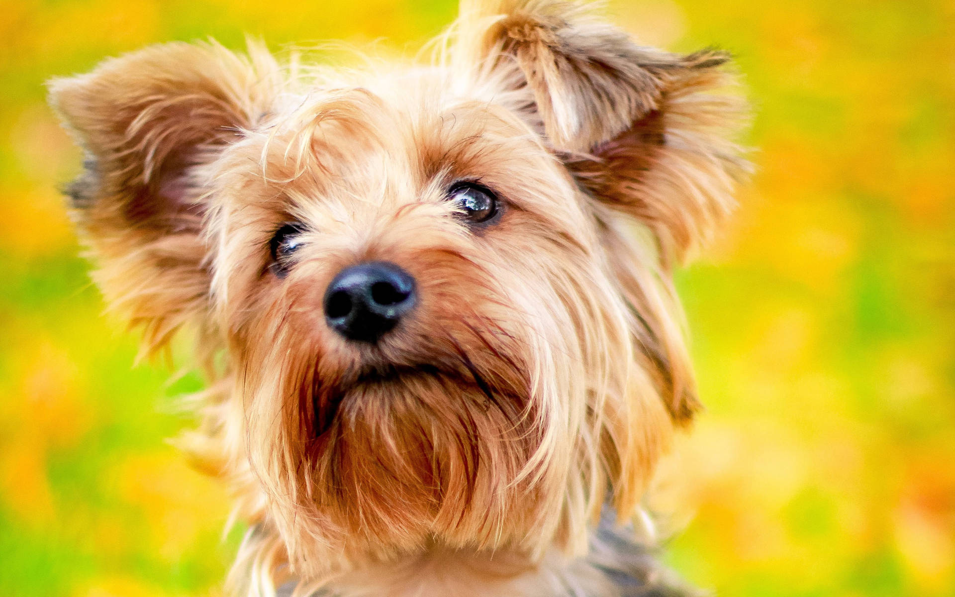 Golden Yorkie Puppy Eyes Background