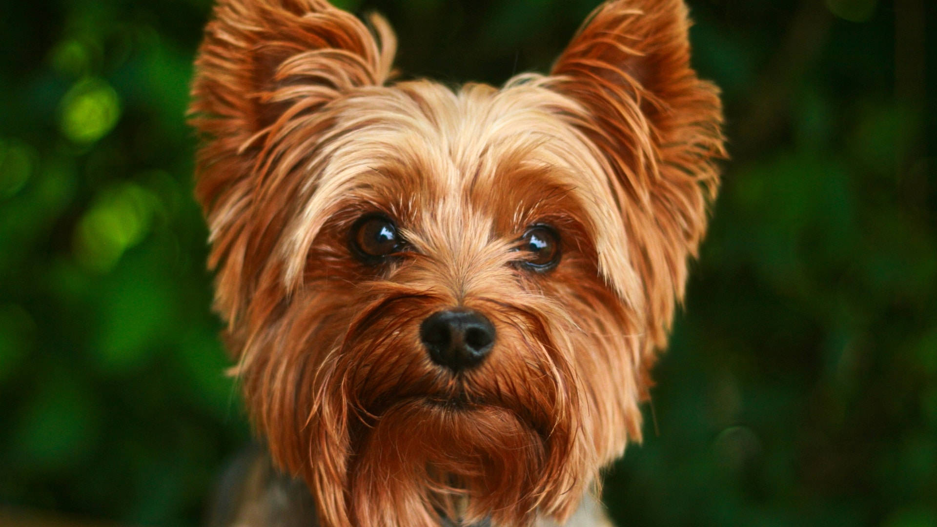 Golden Yorkshire Terrier Photography Background