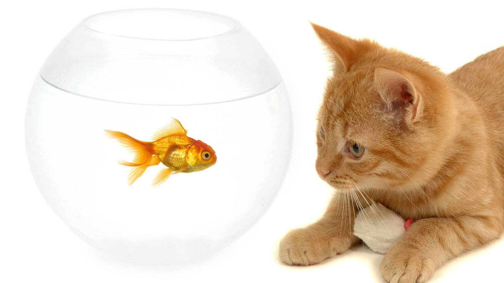 Goldfish And A Brown Cat Background