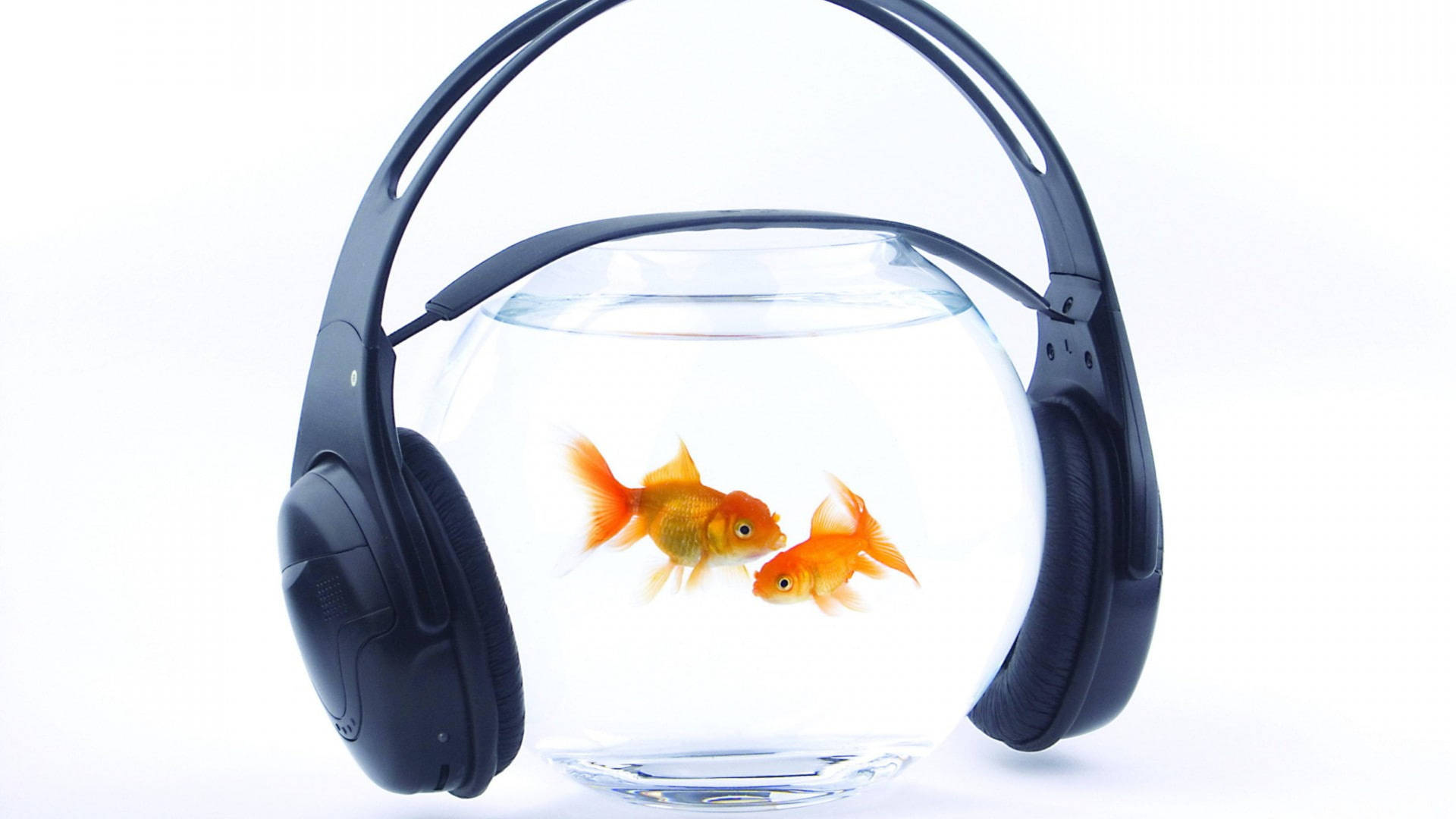 Goldfish Bowl With Headphones Background