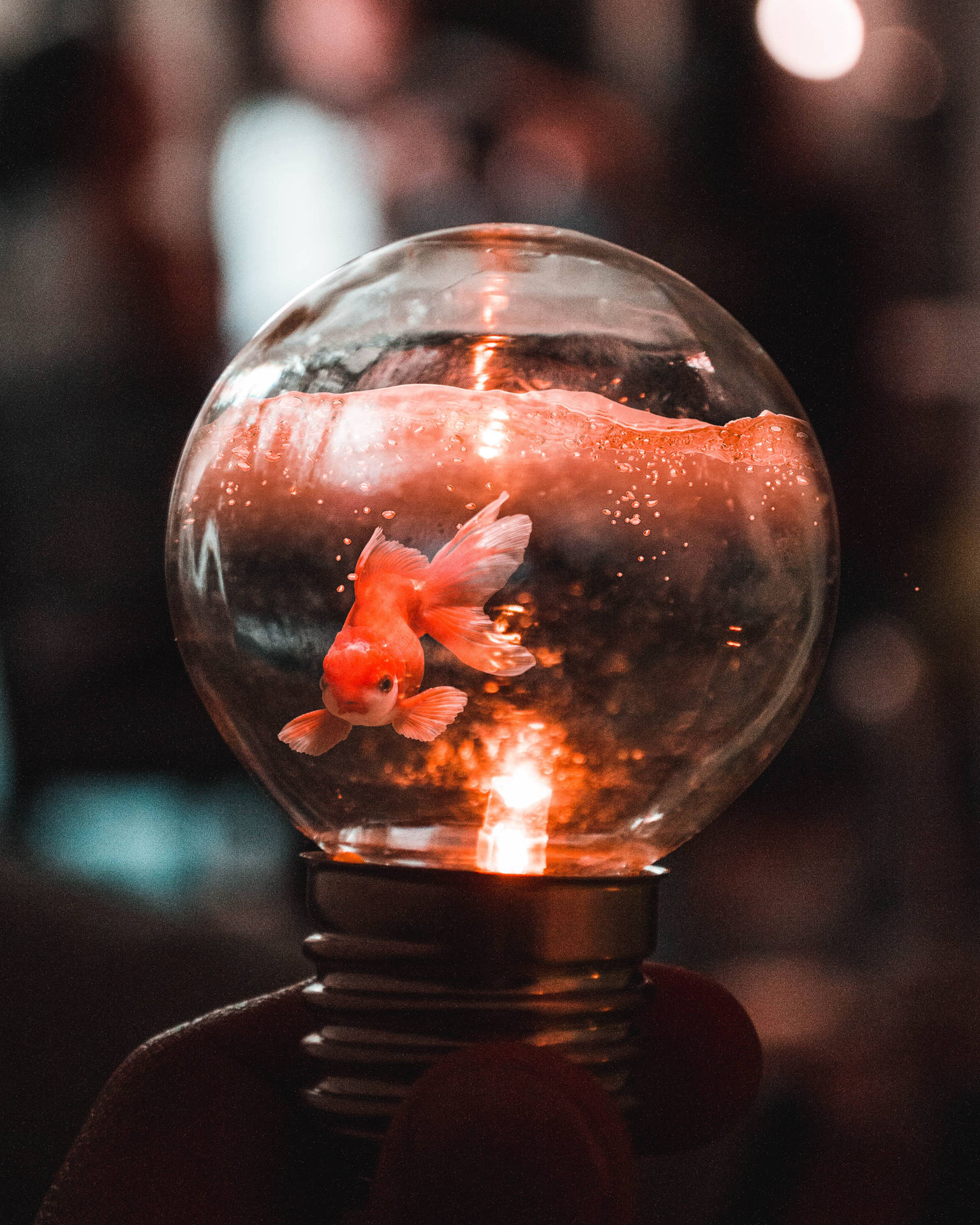Goldfish In A Bulb Background