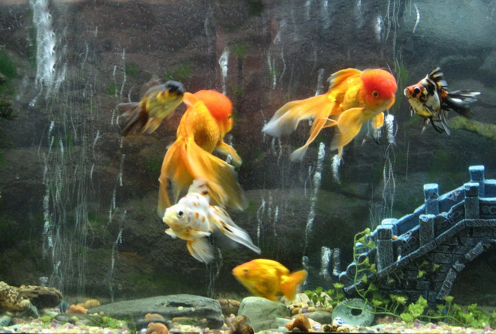 Goldfish In An Aquarium With A Waterfall Background