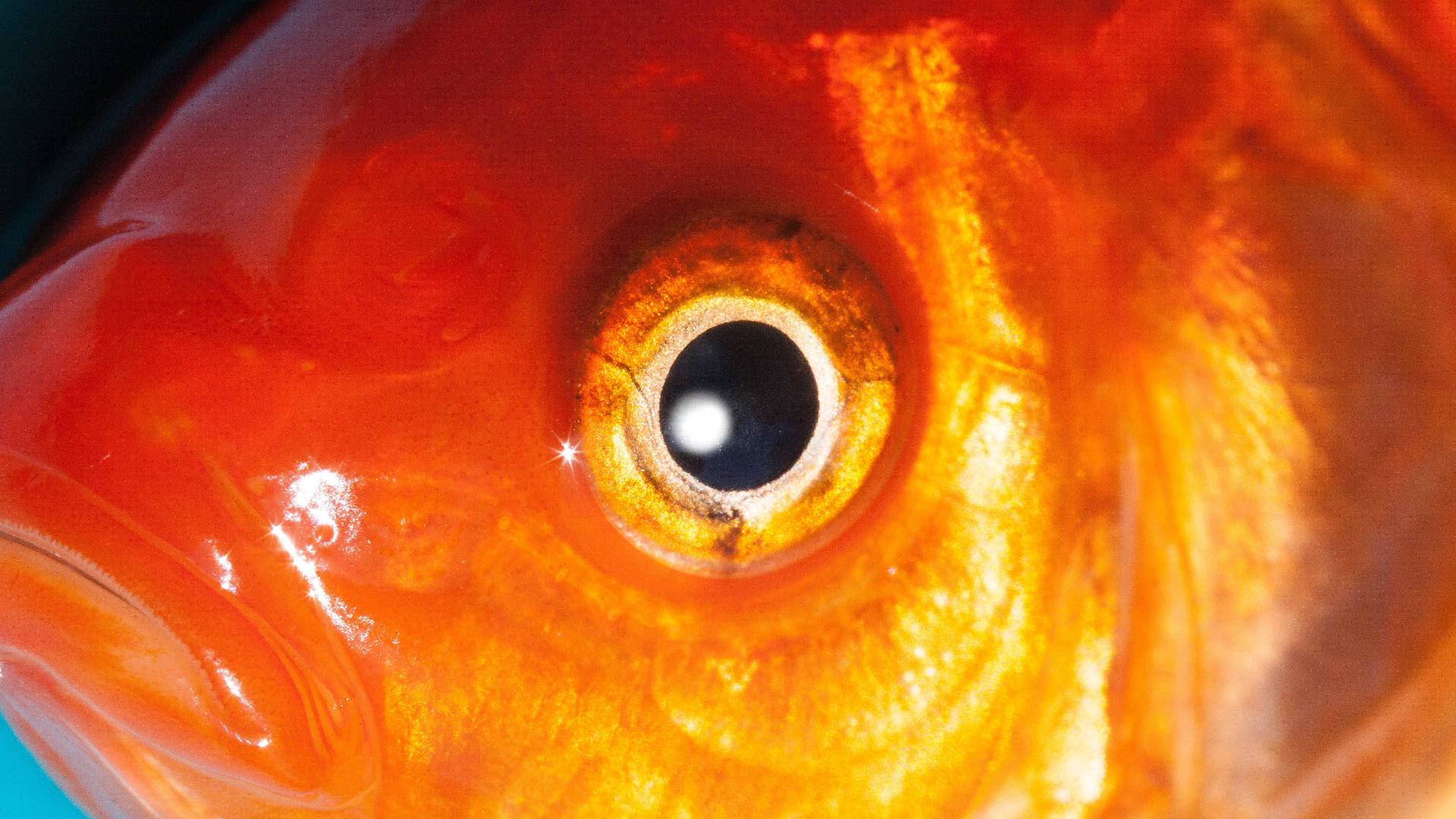 Goldfish Round Eyes Background