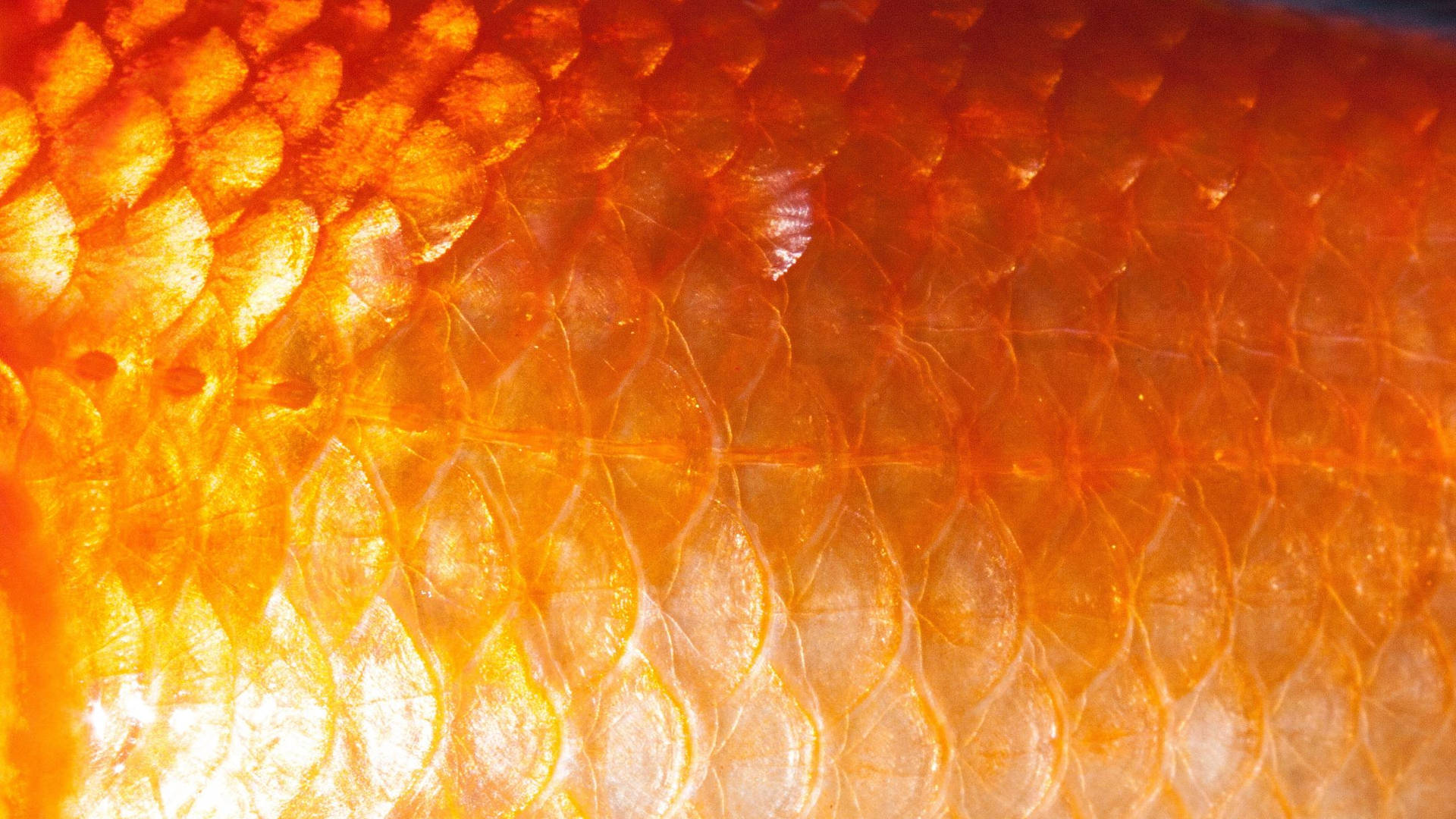 Goldfish Scales Close-up Background